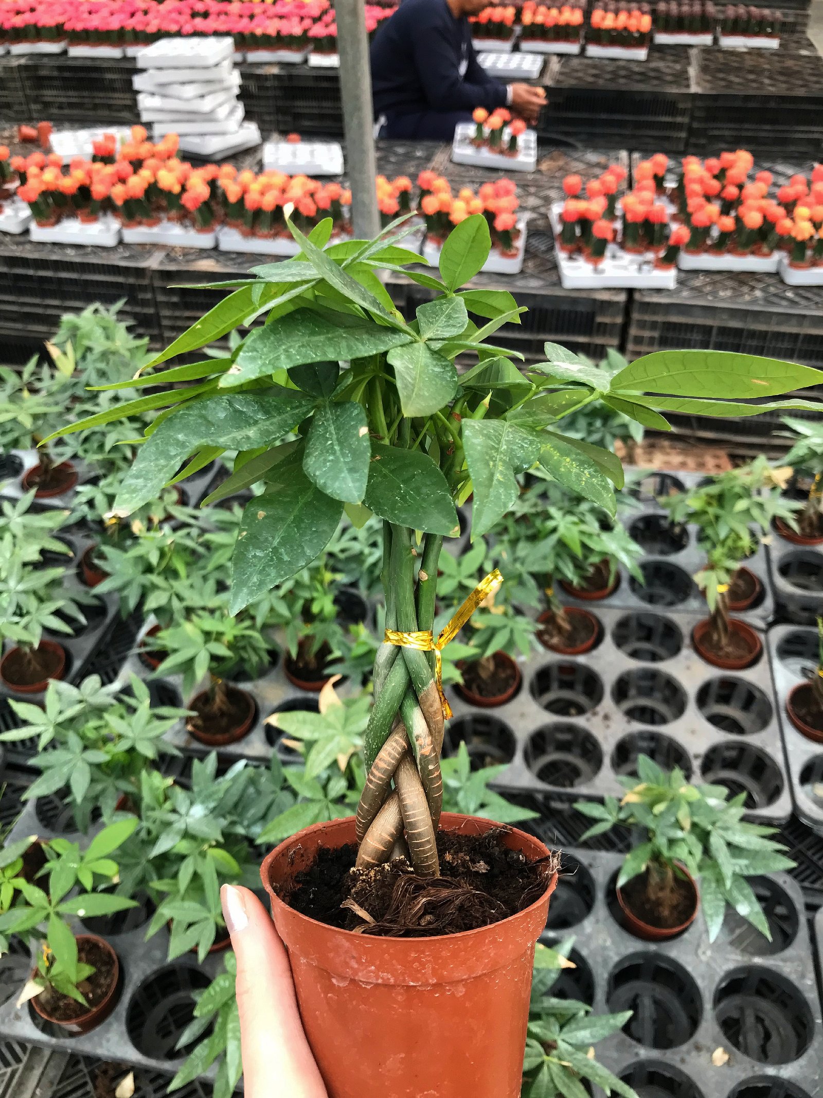 Baby Money Tree  - Image 8