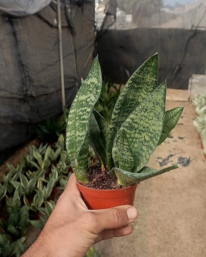 Green Snake Plant  - Image 5