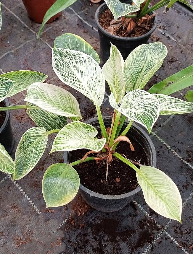 Philodendron Birkin - Image 2