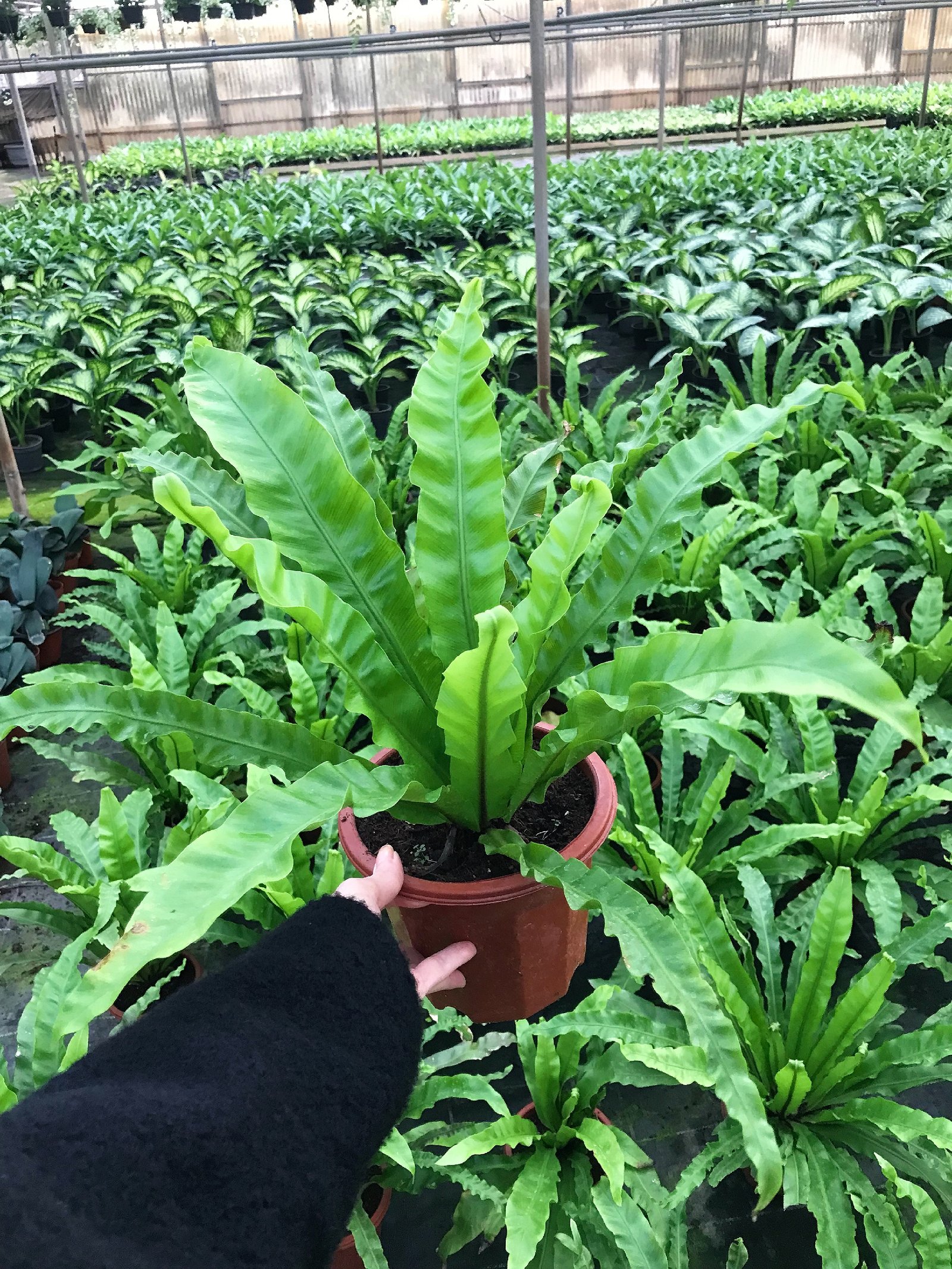 Asplenium Nidus  - Image 2