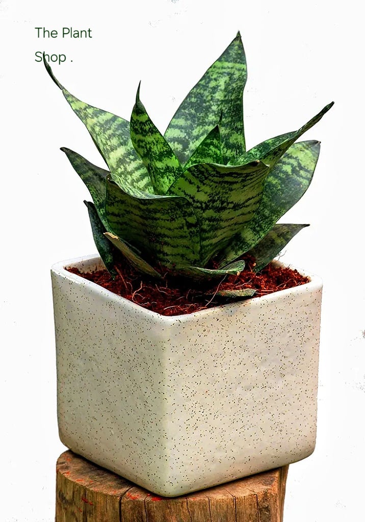 Green Snake Plant  - Image 4