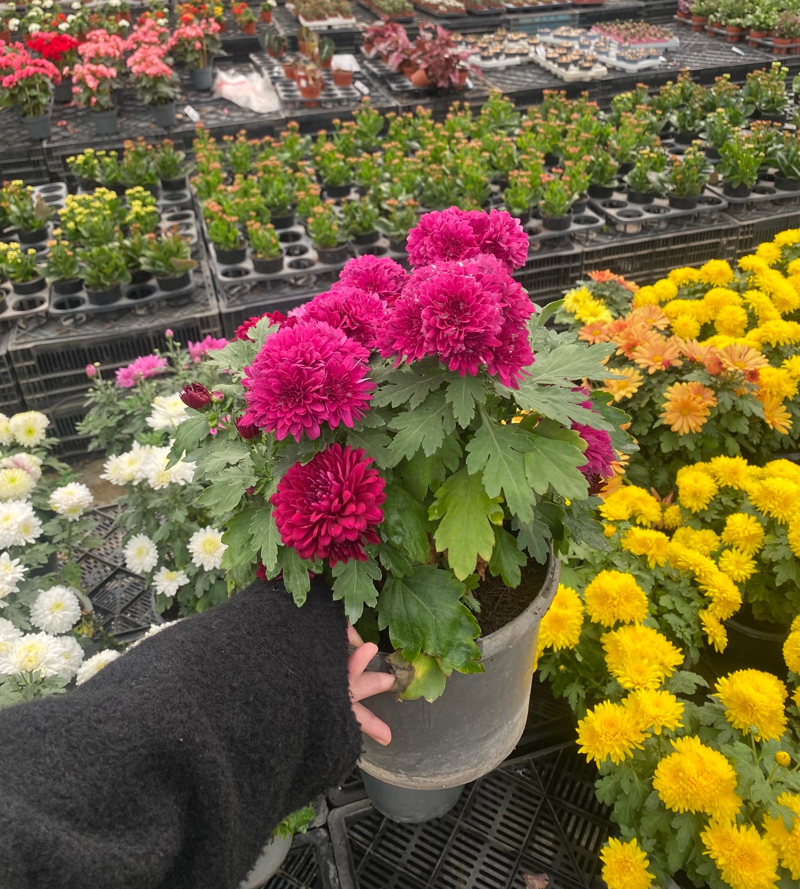 Chrysanthemum  - Image 5