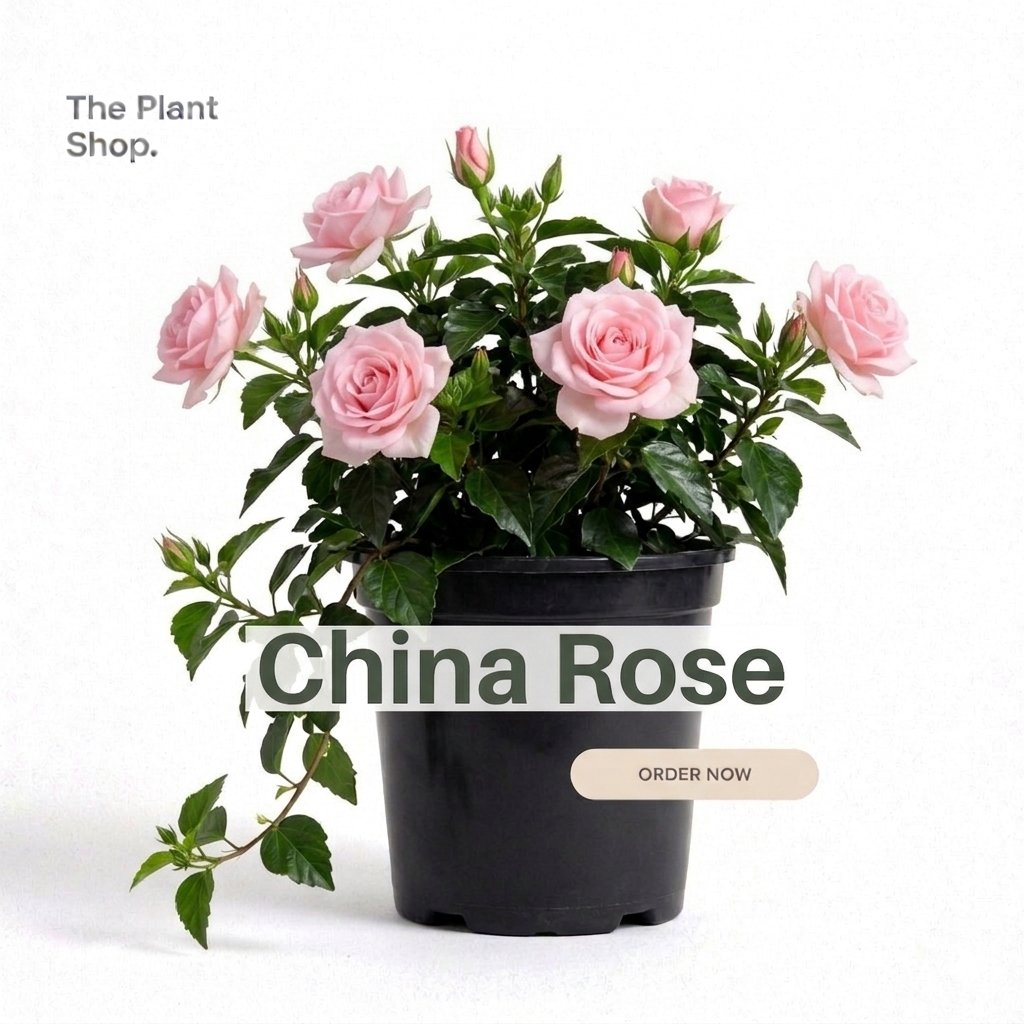China rose - Image 1