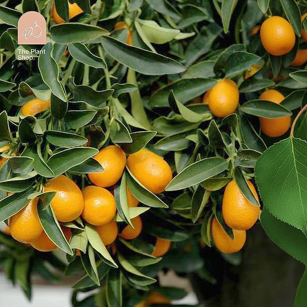 Kumquat Tree  - Image 1
