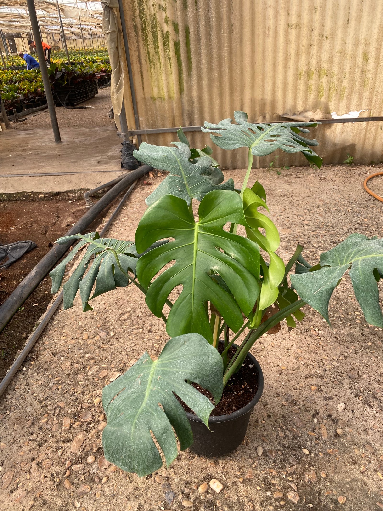 Monstera Rib Cage - Image 4