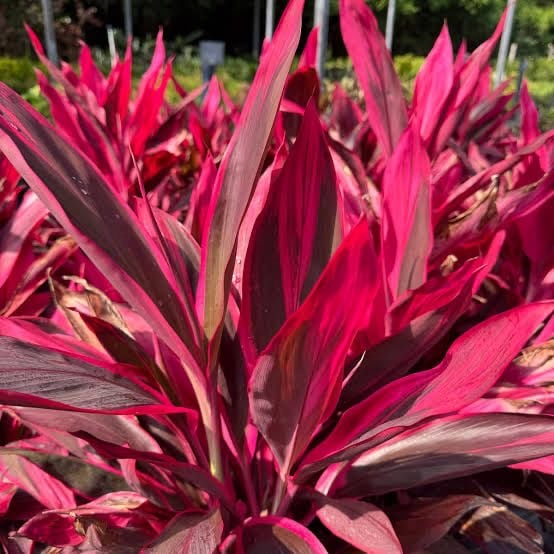 Cordyline - Image 3