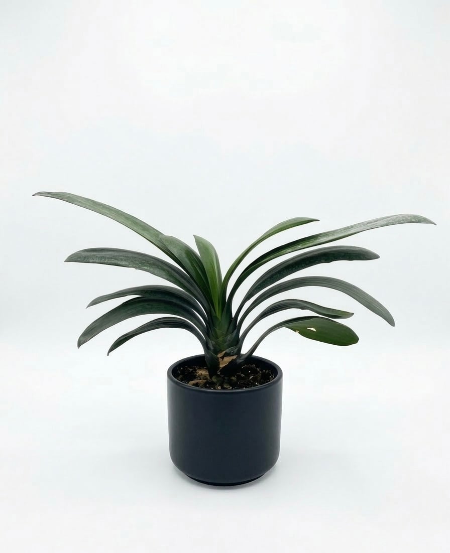 Clivia miniata - Image 1