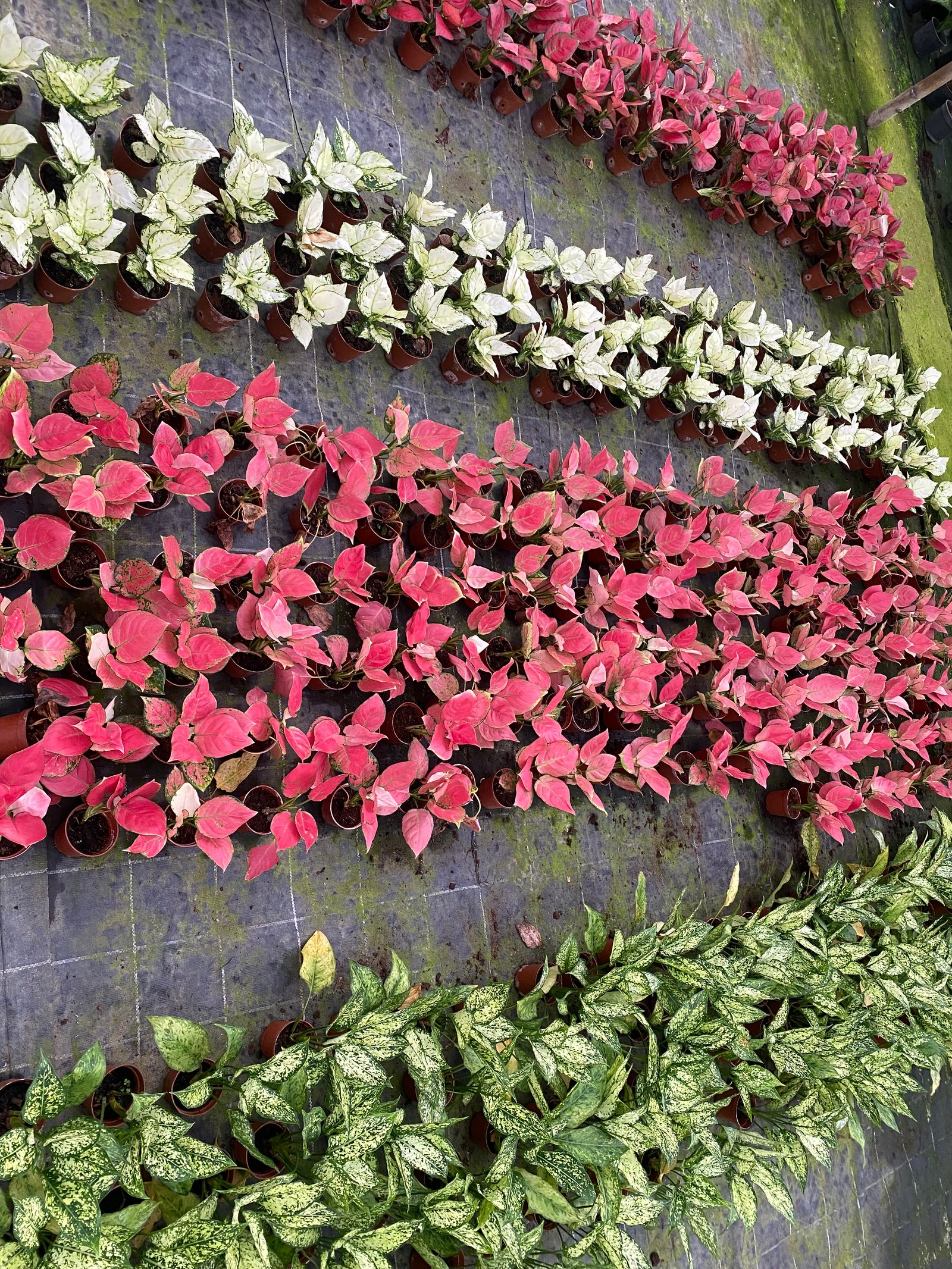Aglaonema Super - Image 7