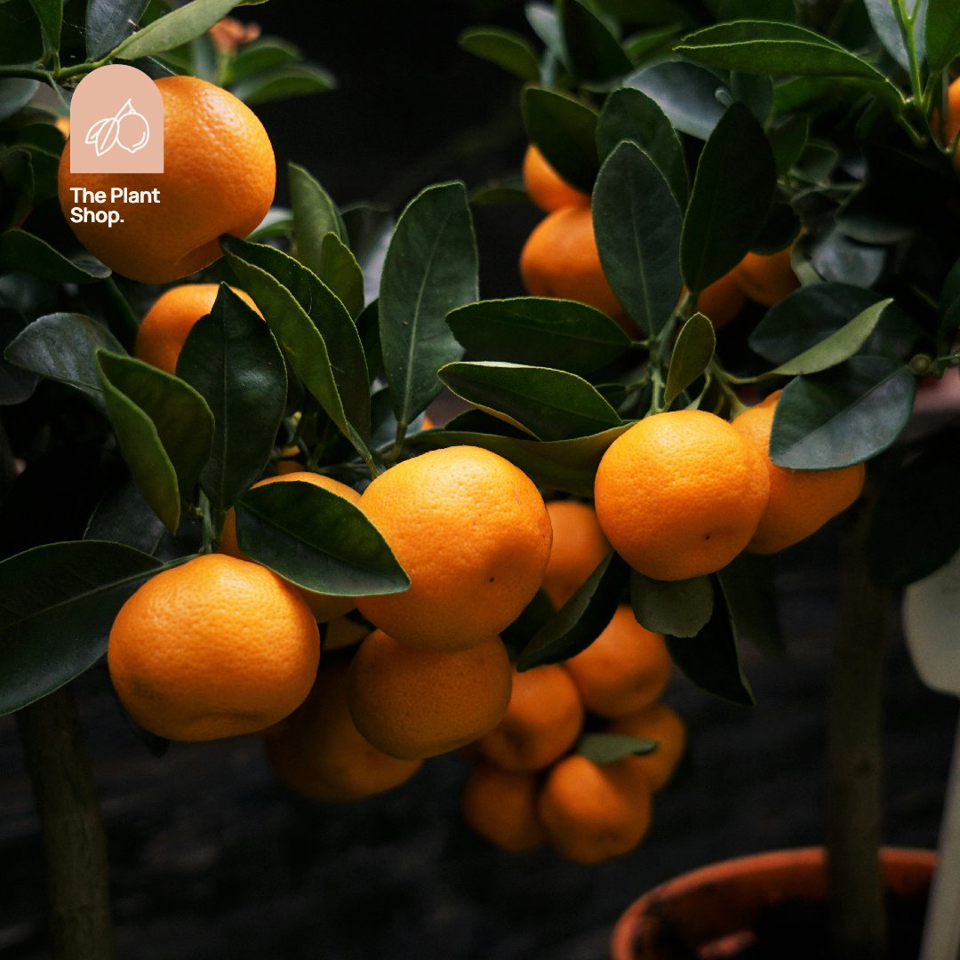 Tangerine Tree - Image 1