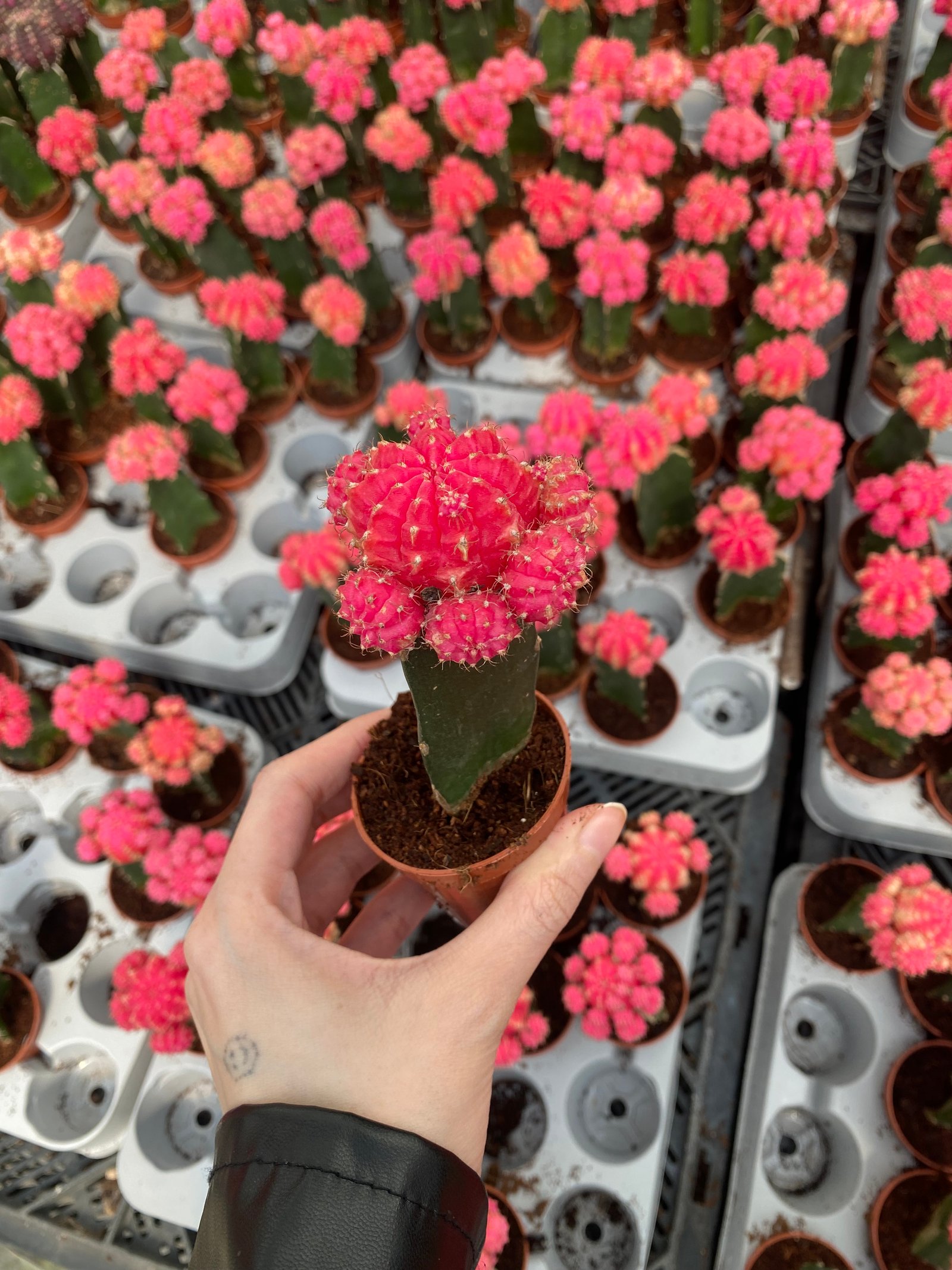 Bundle of 3 Neon Cactus - Image 7