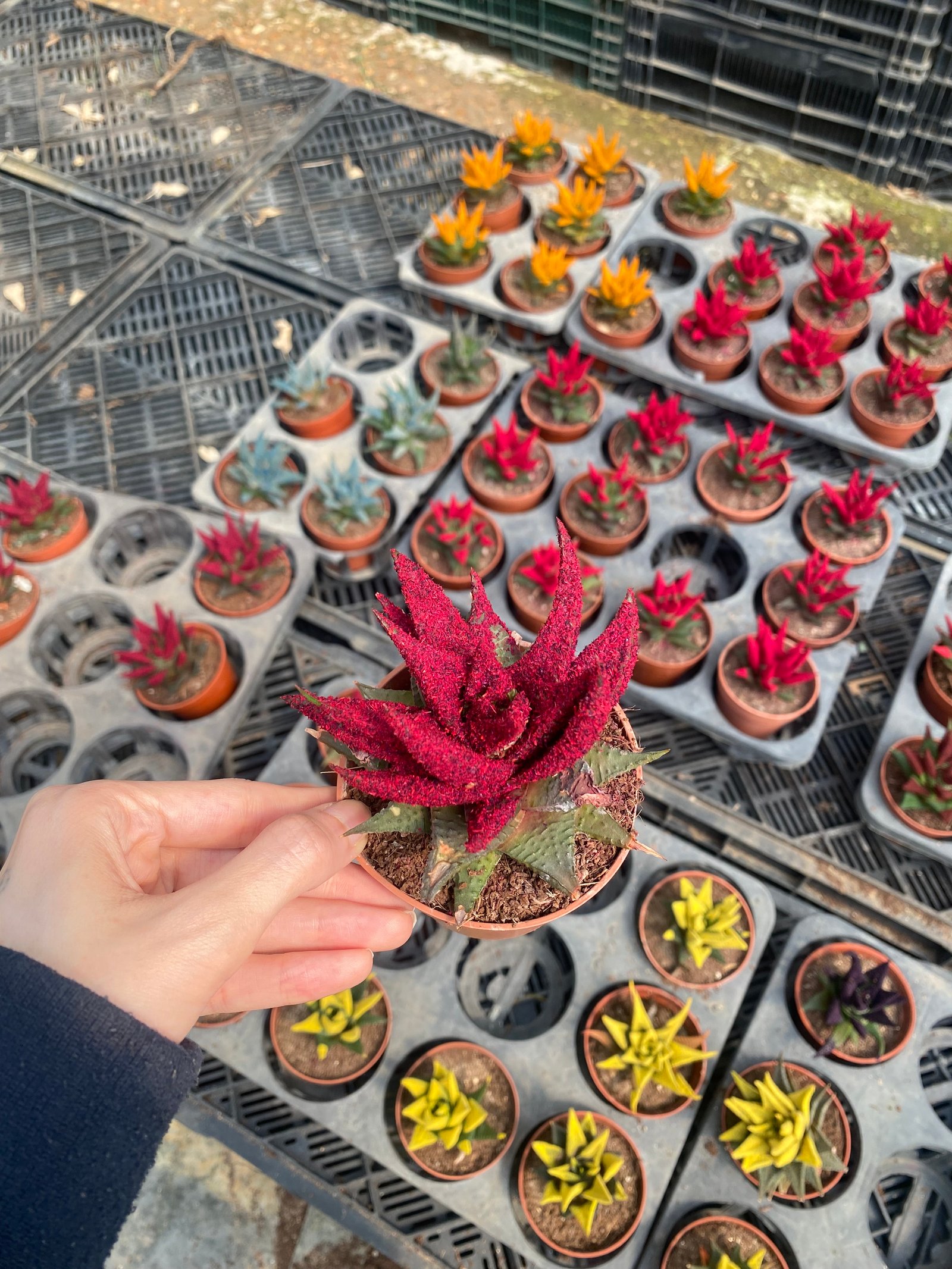 Color Cactus  - Image 7
