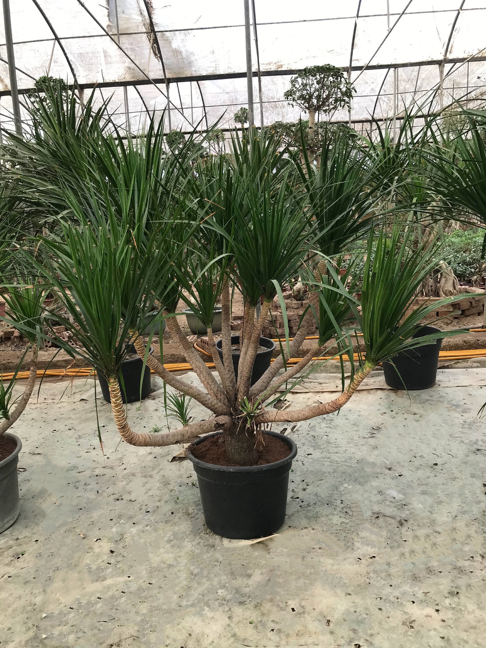 Dracaena Draco - Image 7