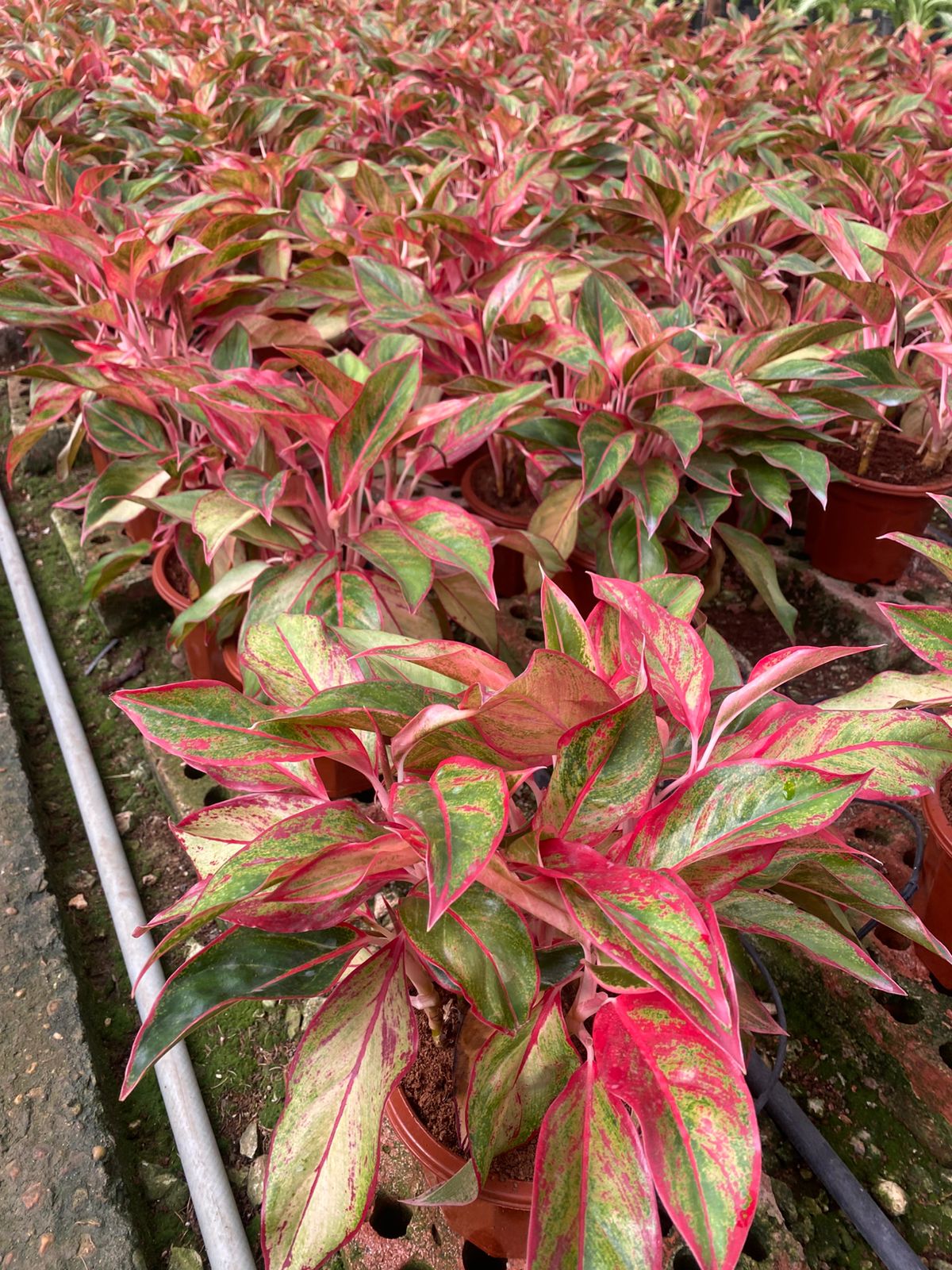 Aglonema  - Image 5