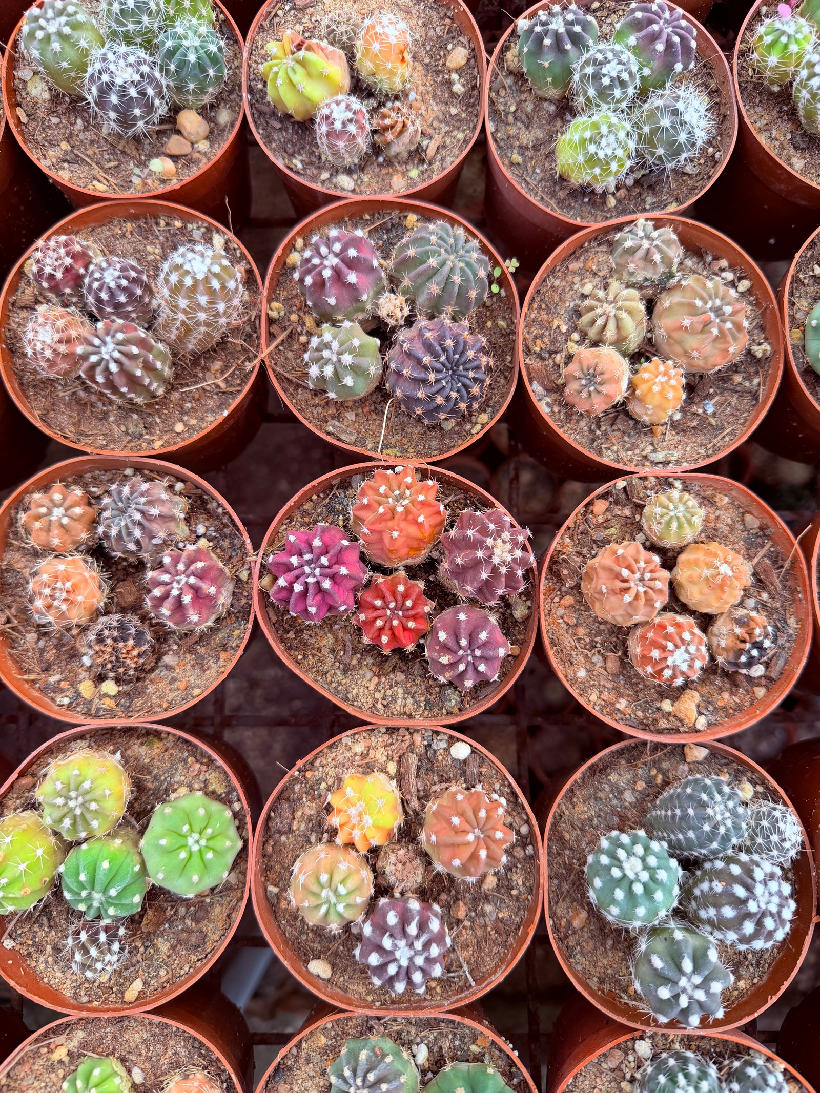 Moon Cactus  - Image 3