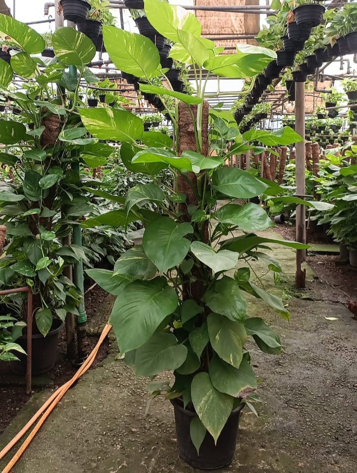 Giant Golden Pothos  - Image 4