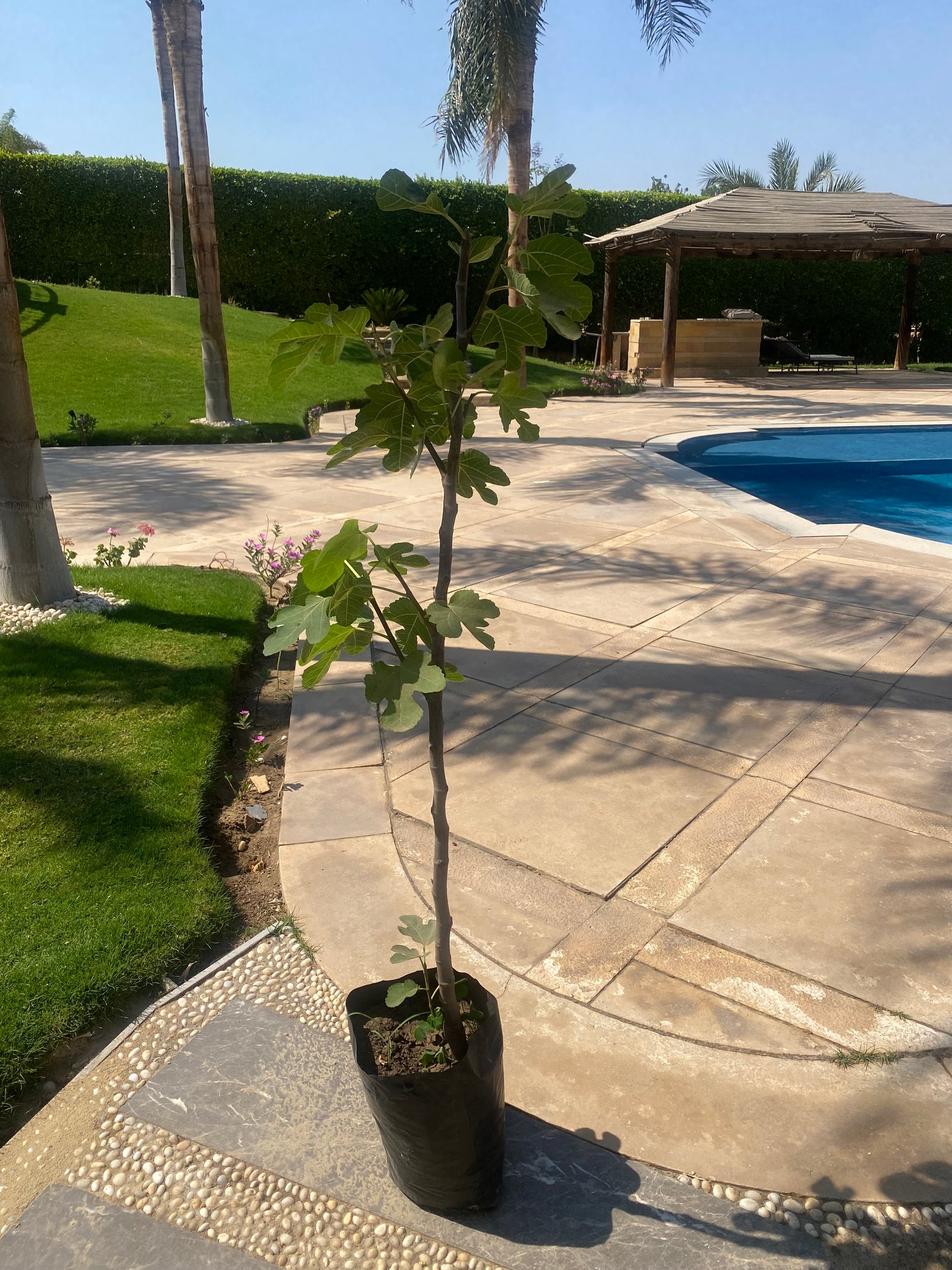 Fig Tree - Image 2