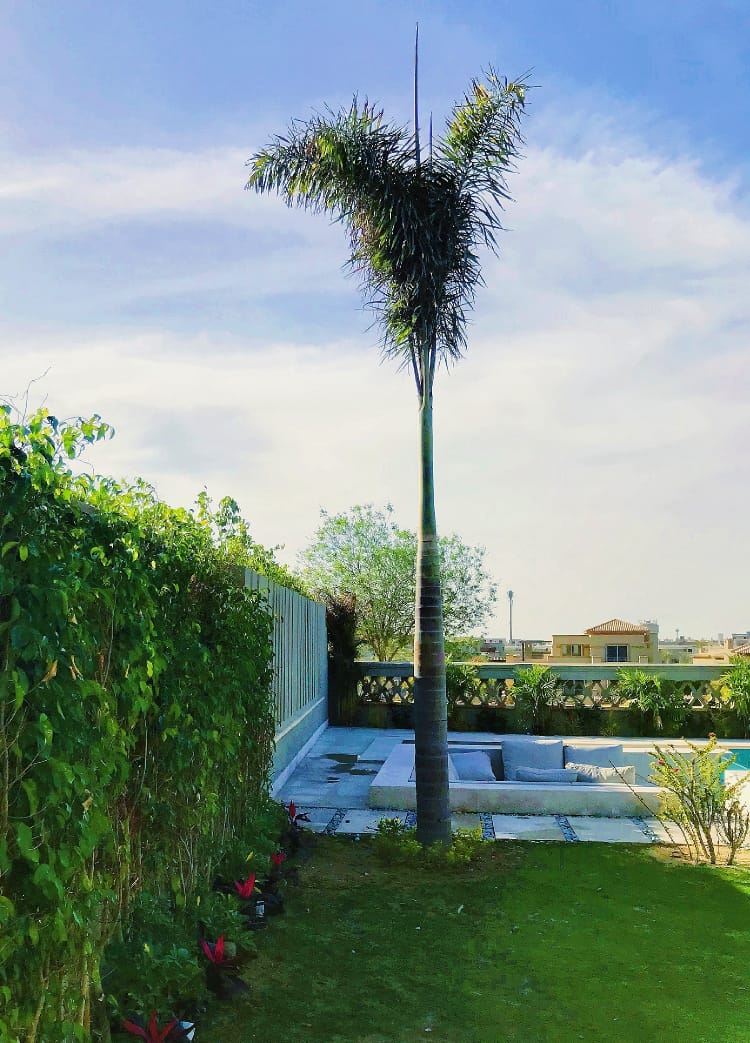 FoxTail Palm - Image 3
