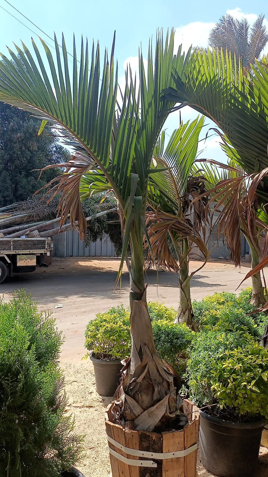 Bottle Palm - Image 3