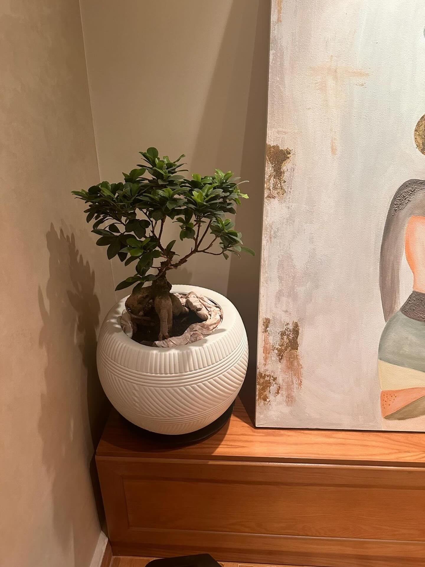 Ginseng Ficus Bonsai - Image 10