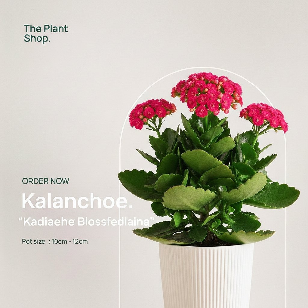 Florist Kalancheo - Image 1