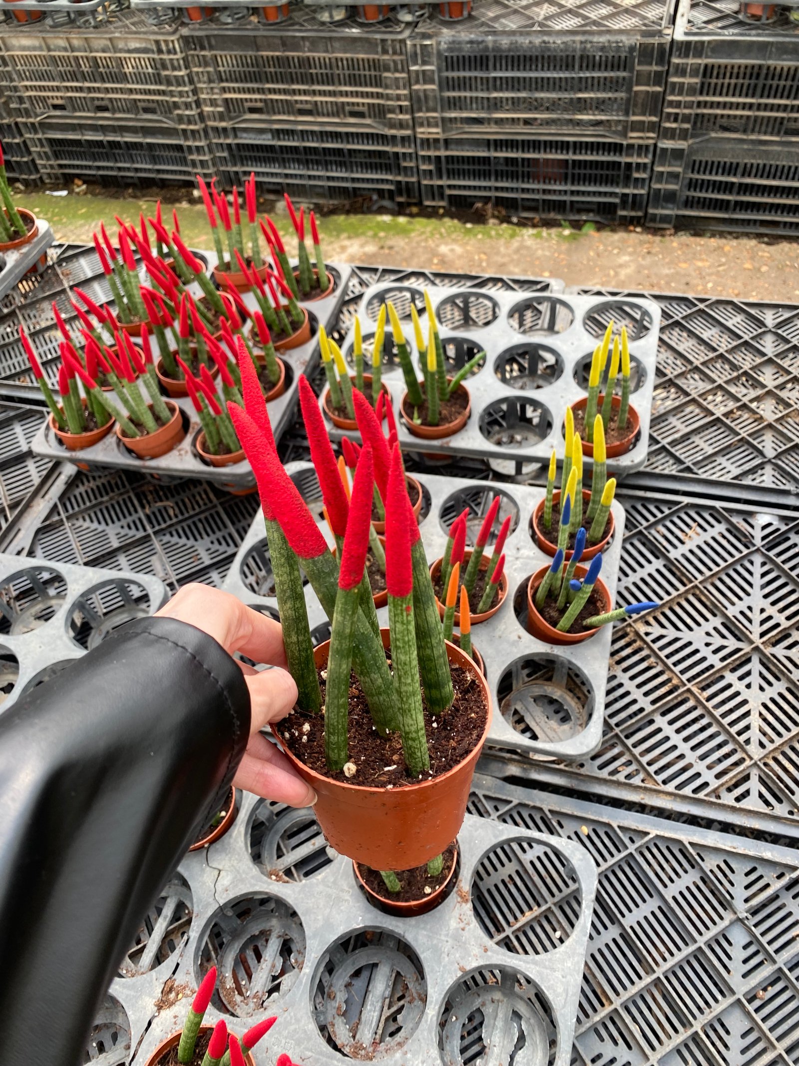 Spear Sansevieria - Image 7