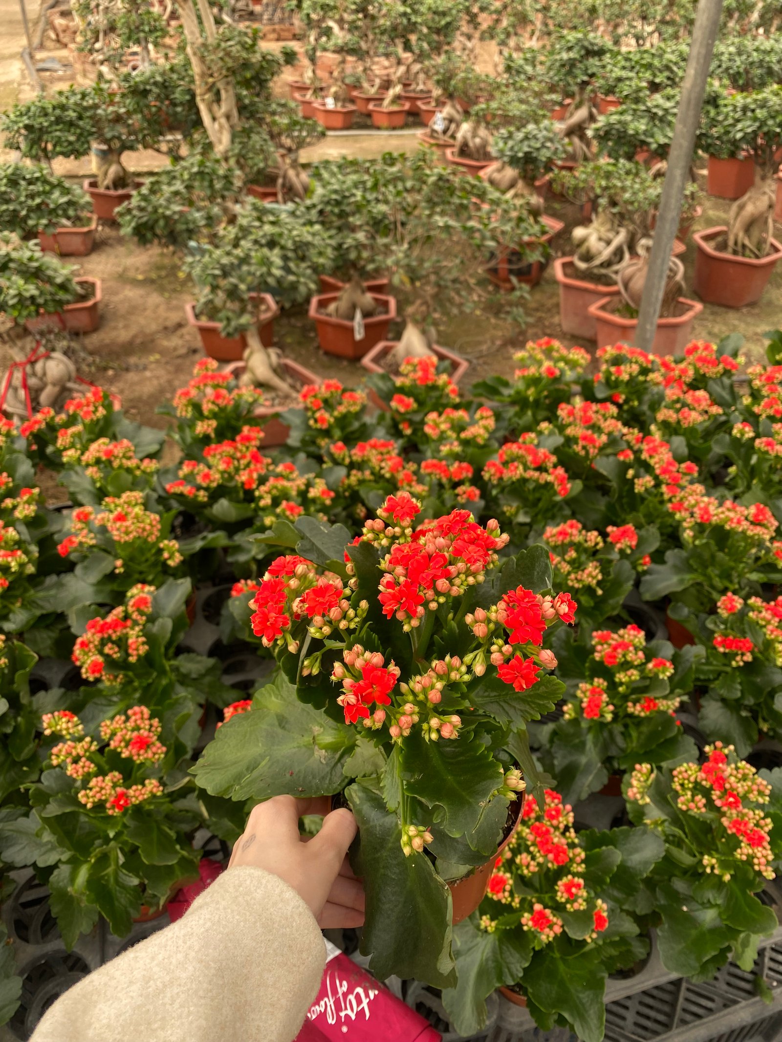 Florist Kalancheo - Image 14