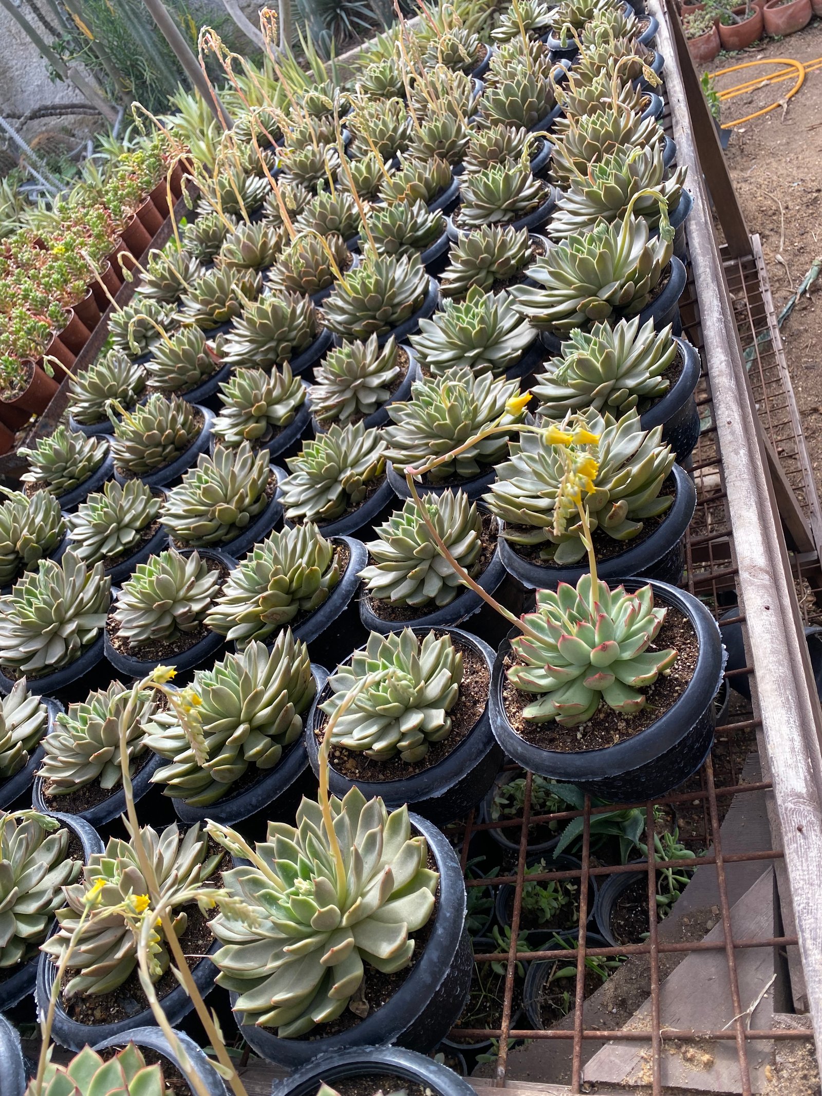 Jumbo Echeverias (2) - Image 3