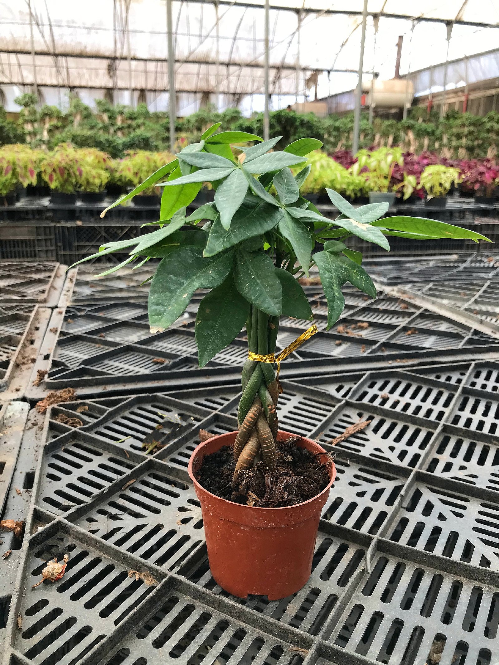 Baby Money Tree  - Image 2