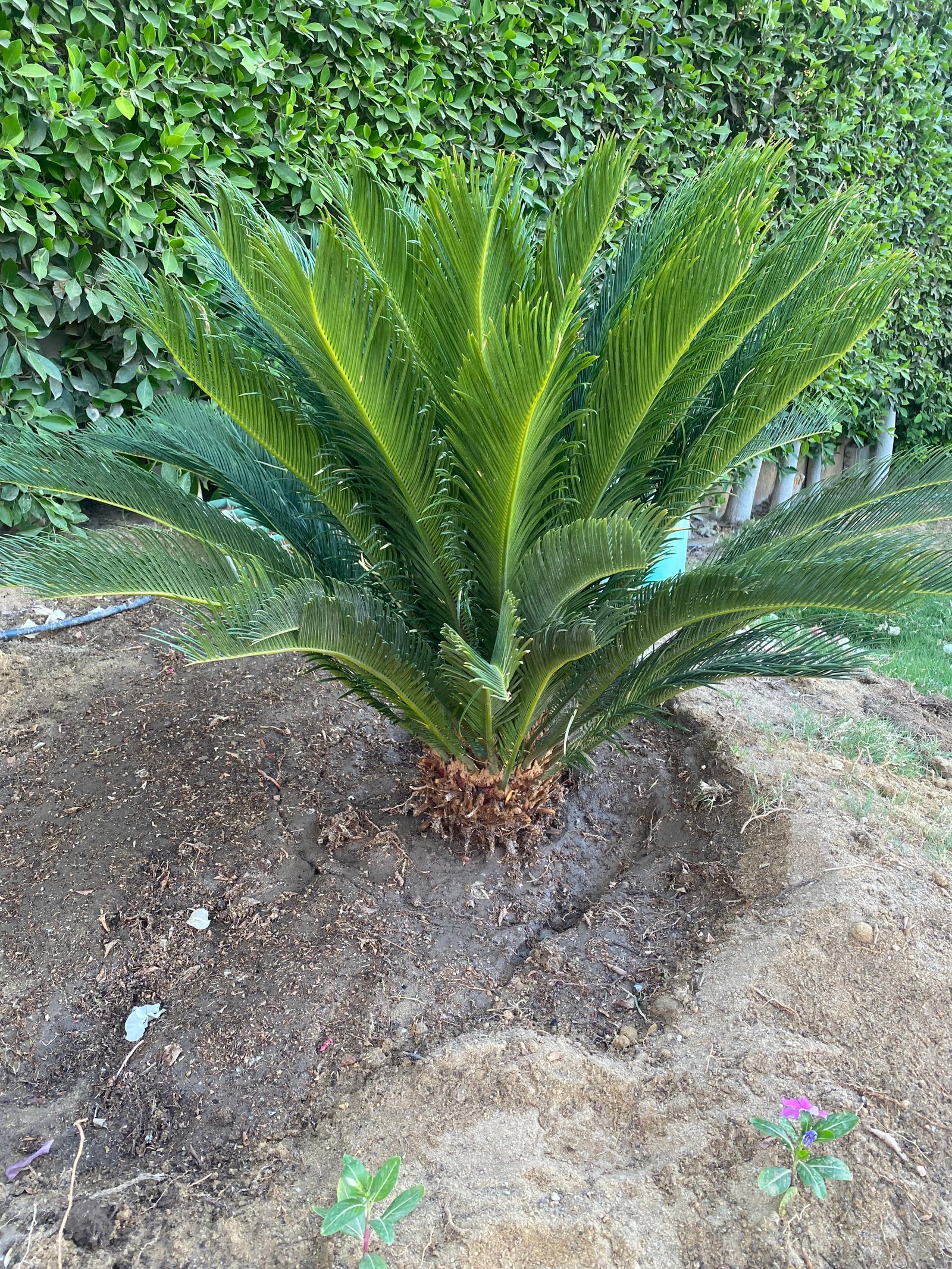 SAGO PALM (CYCAS) - Image 3