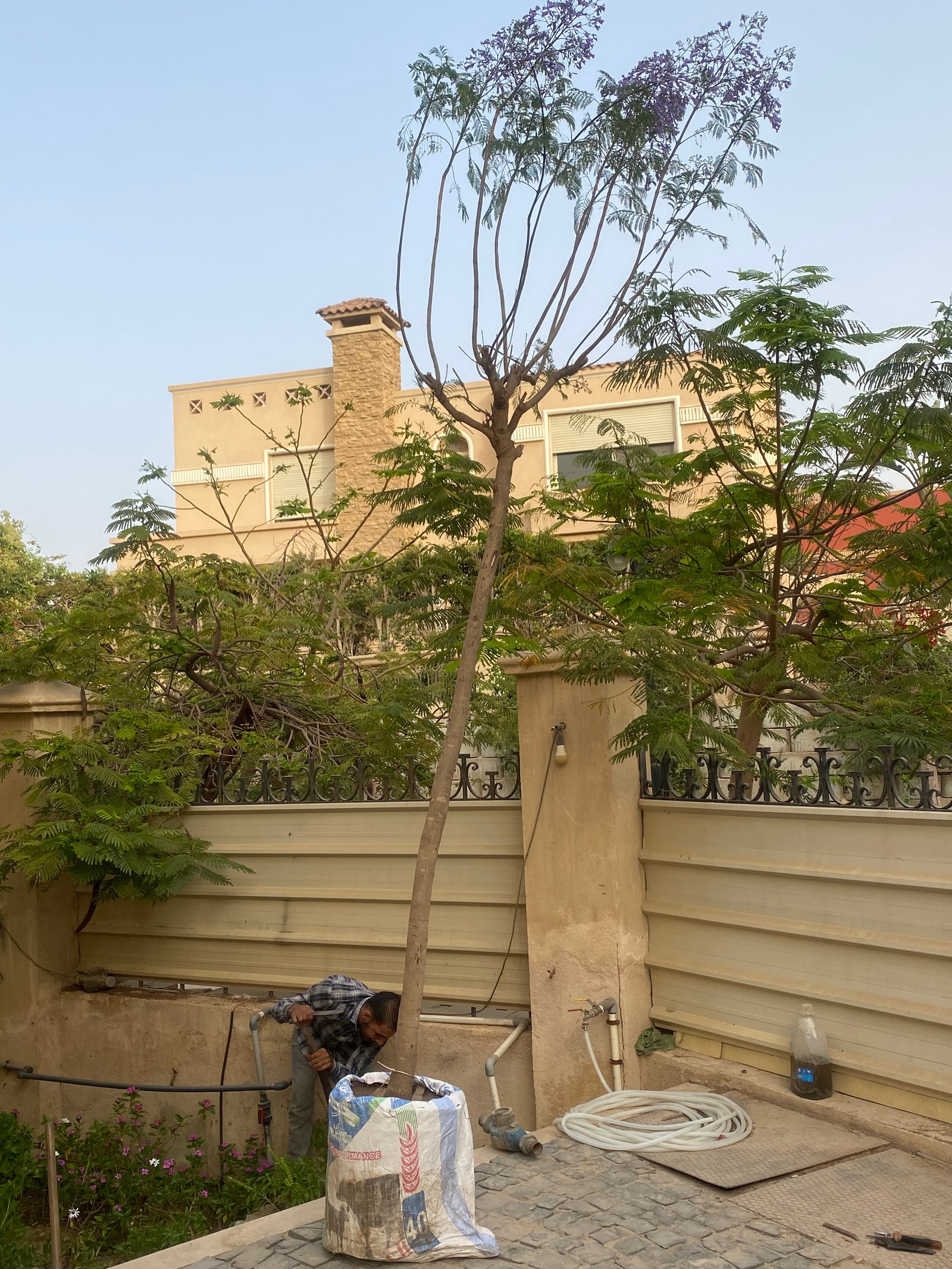 Blue Jacaranda Tree - Image 9