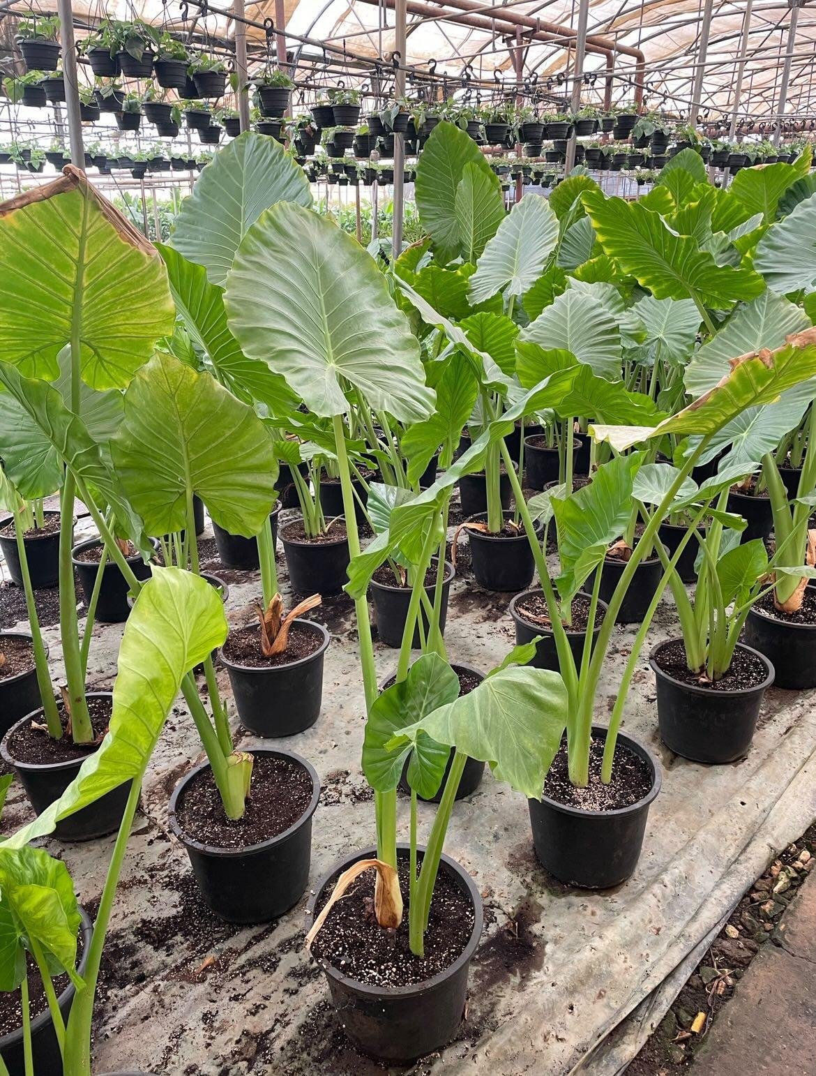 Elephant Ear Alocasia - Image 3