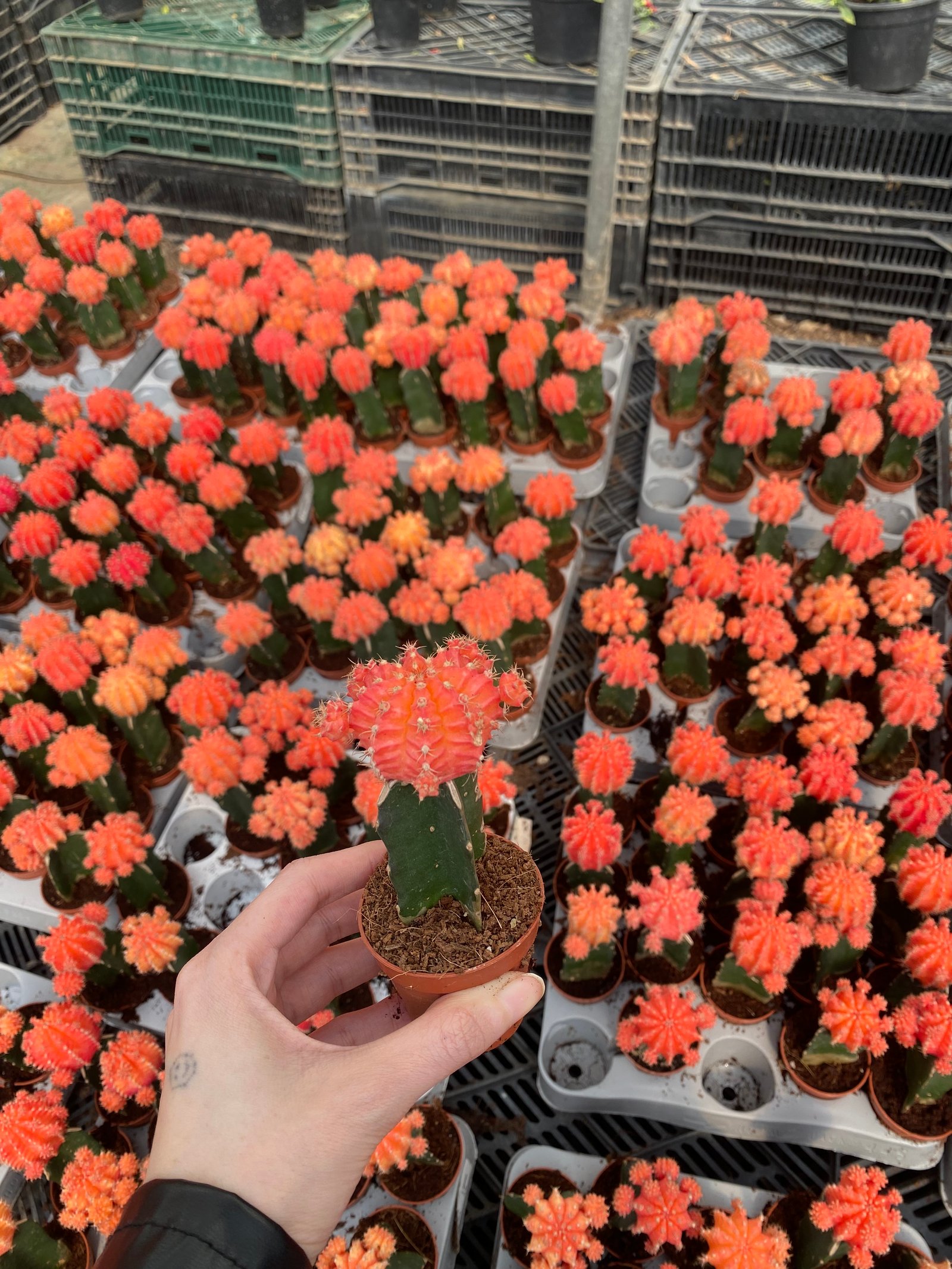 Neon Cactus - Image 2