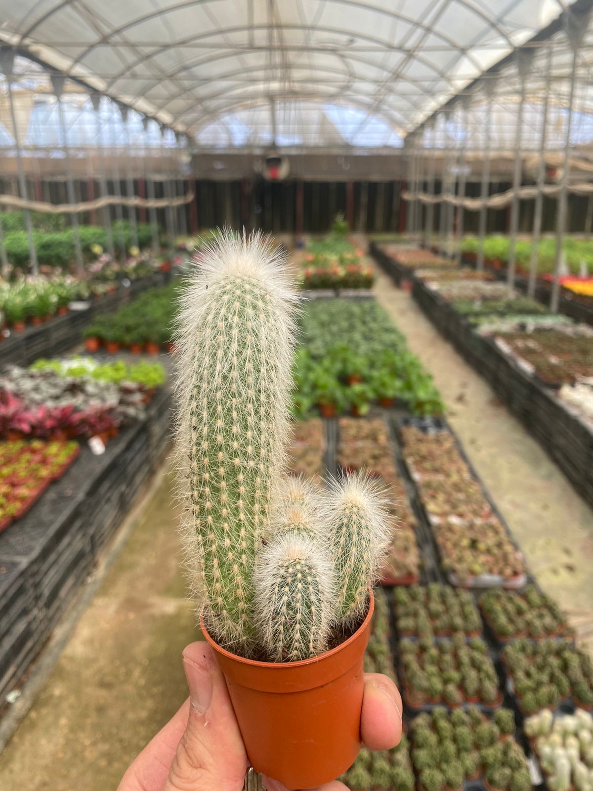 Old Man Cactus - Image 2