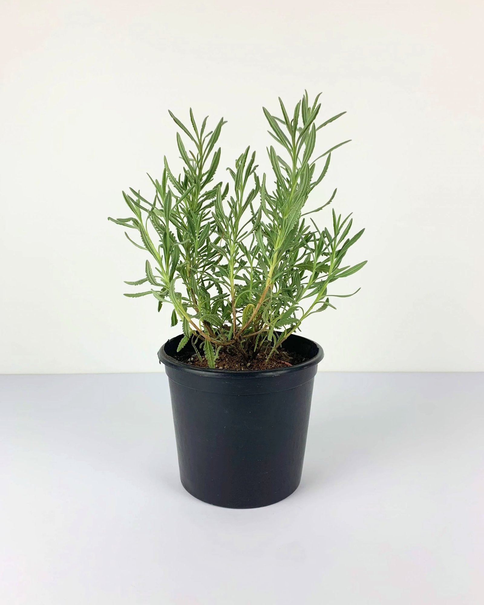 Lavender - Image 1