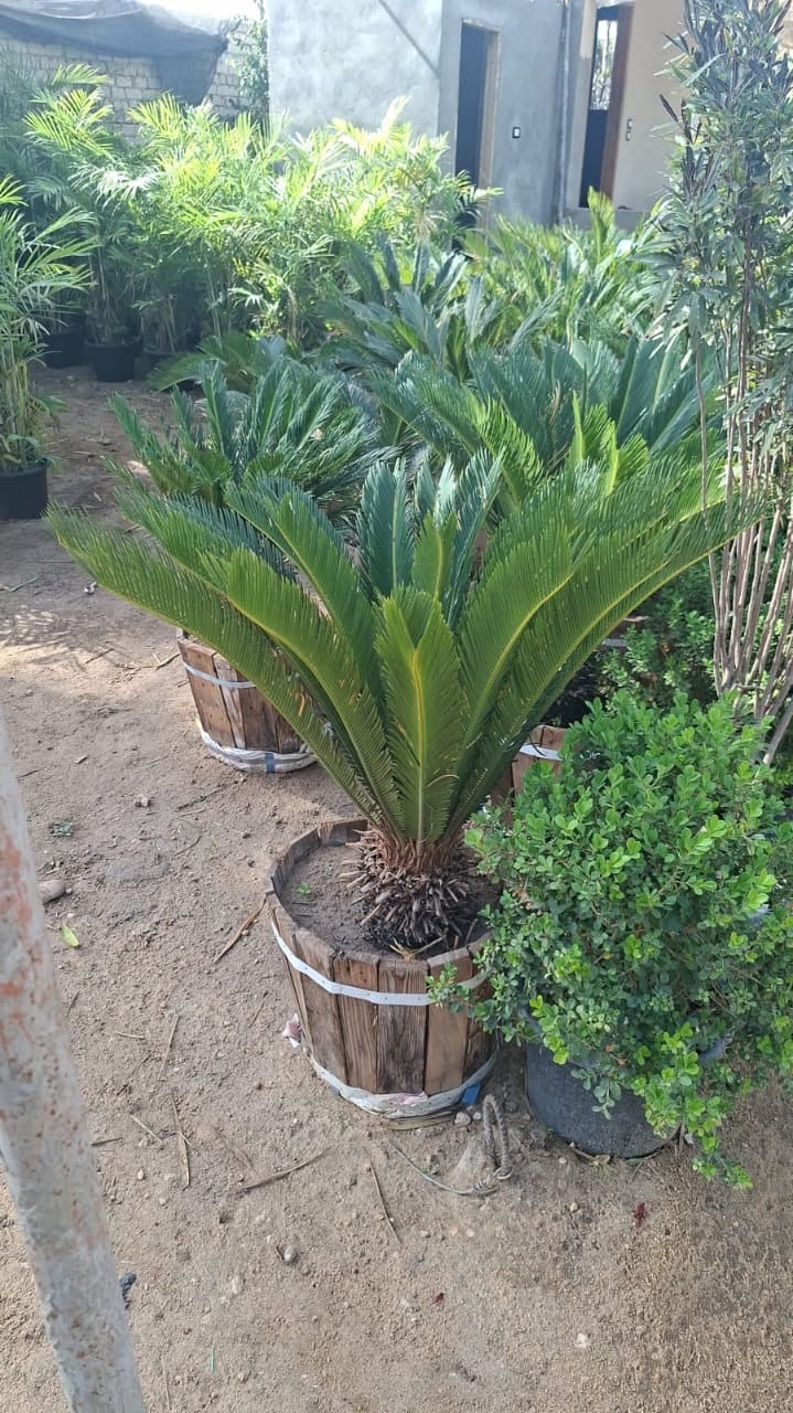 SAGO PALM (CYCAS) - Image 4