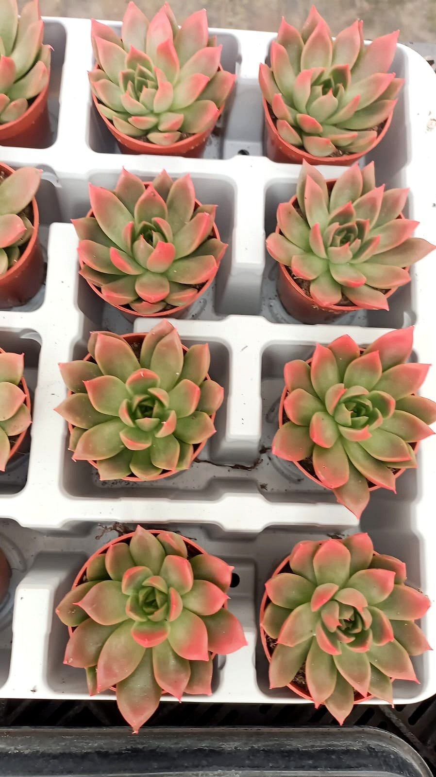 Echeveria red - Image 1