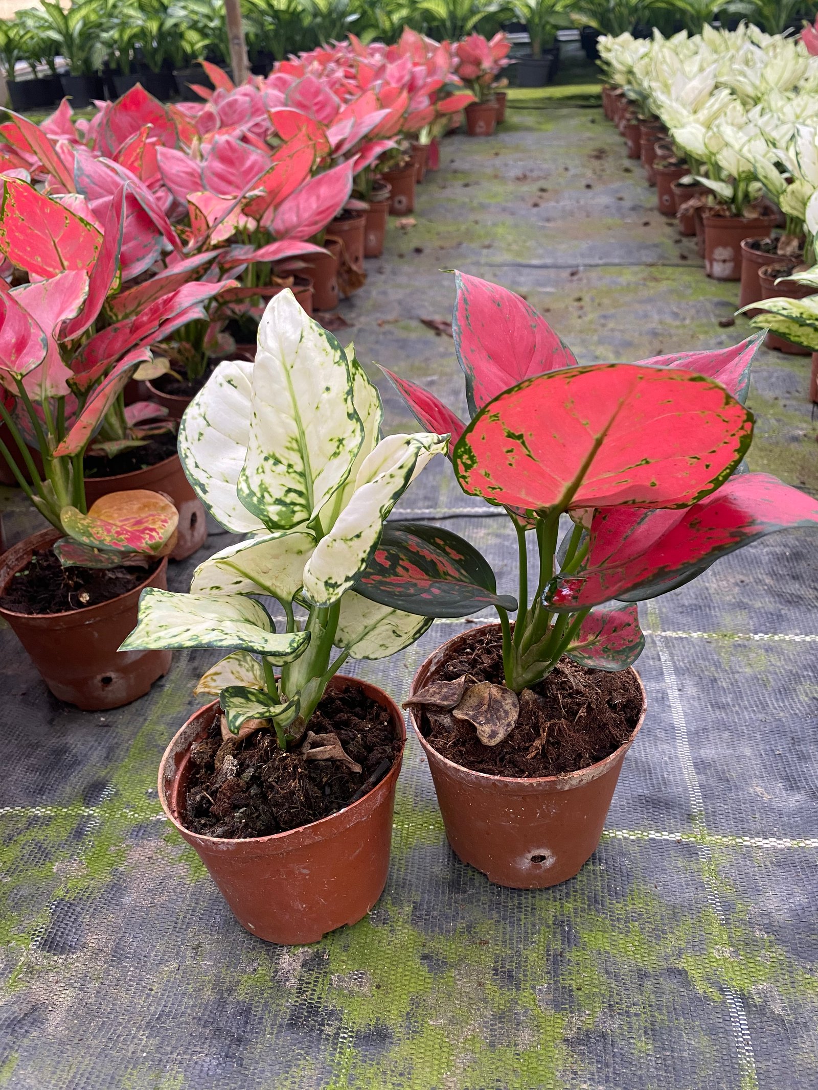 Aglaonema Super - Image 6