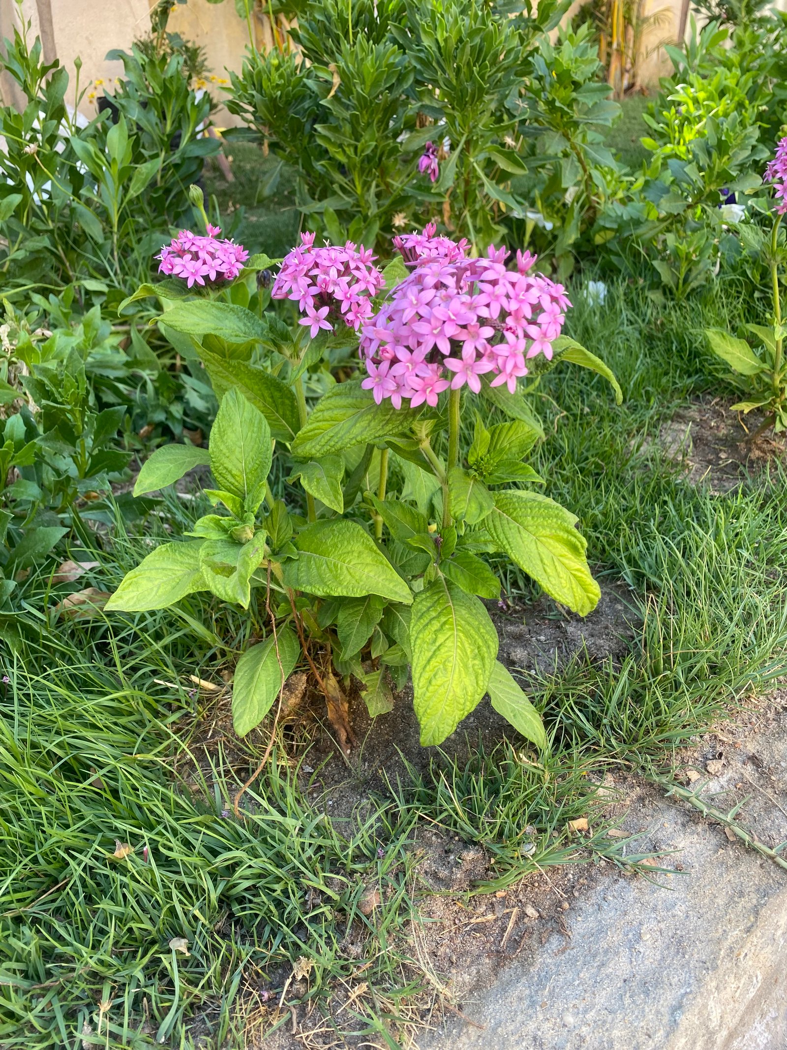Egyptian Star Flower ( Pentas ) - Image 5