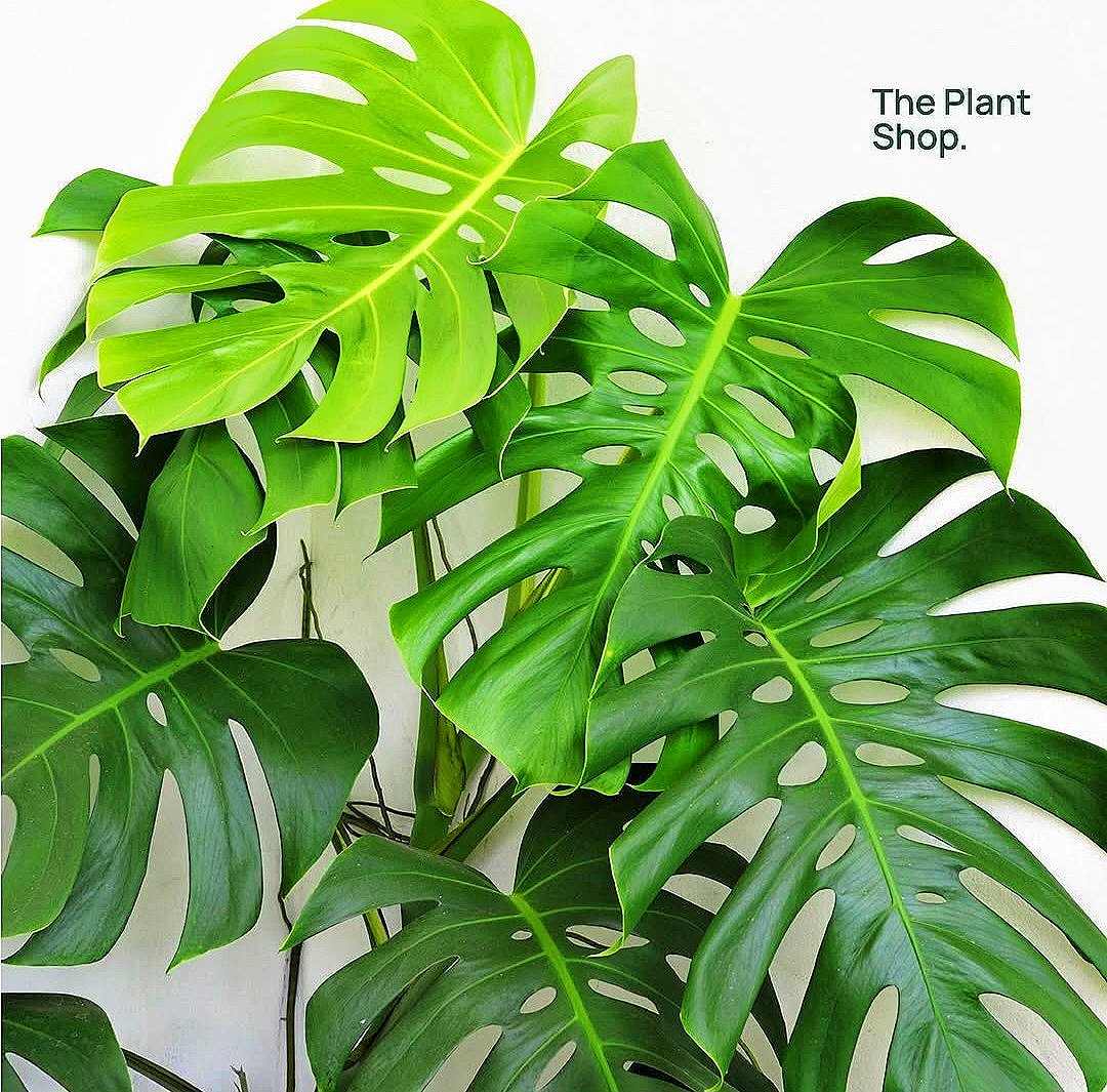 Monstera Rib Cage - Image 1