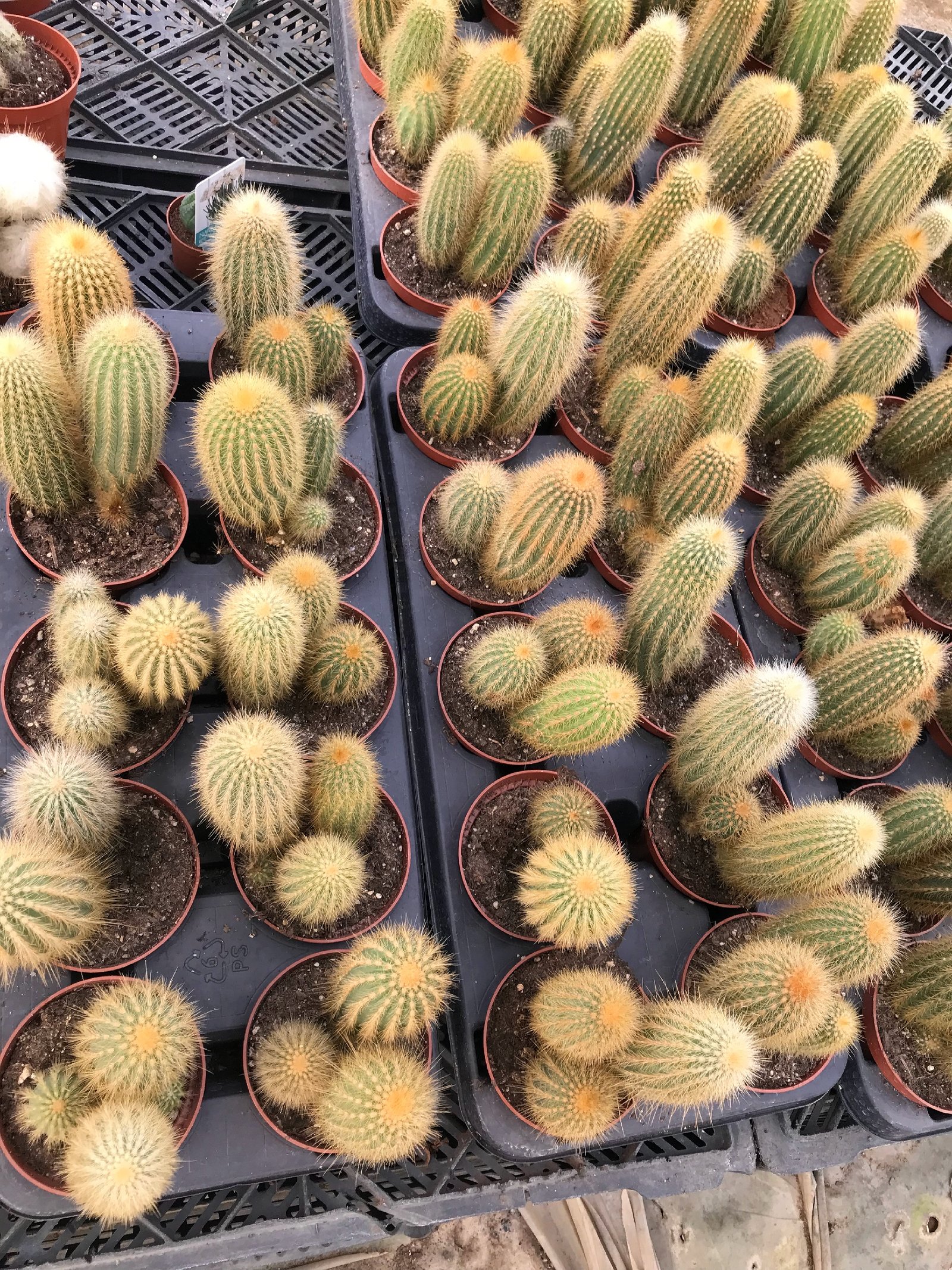 Parodia Cactus - Image 3
