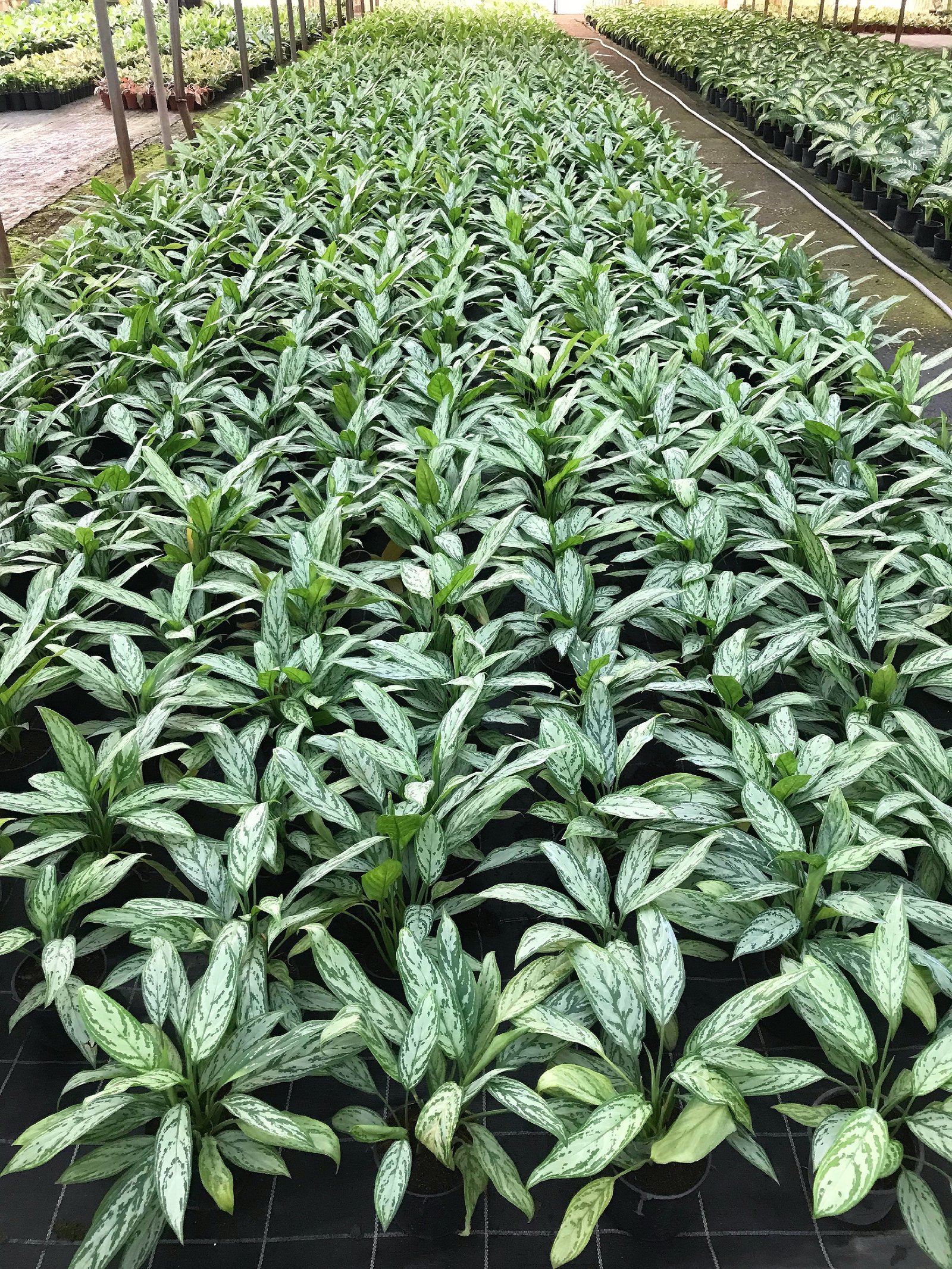 Aglaonema - Image 3