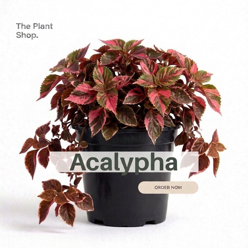 Copper Leaf) Acalypha) - Image 1