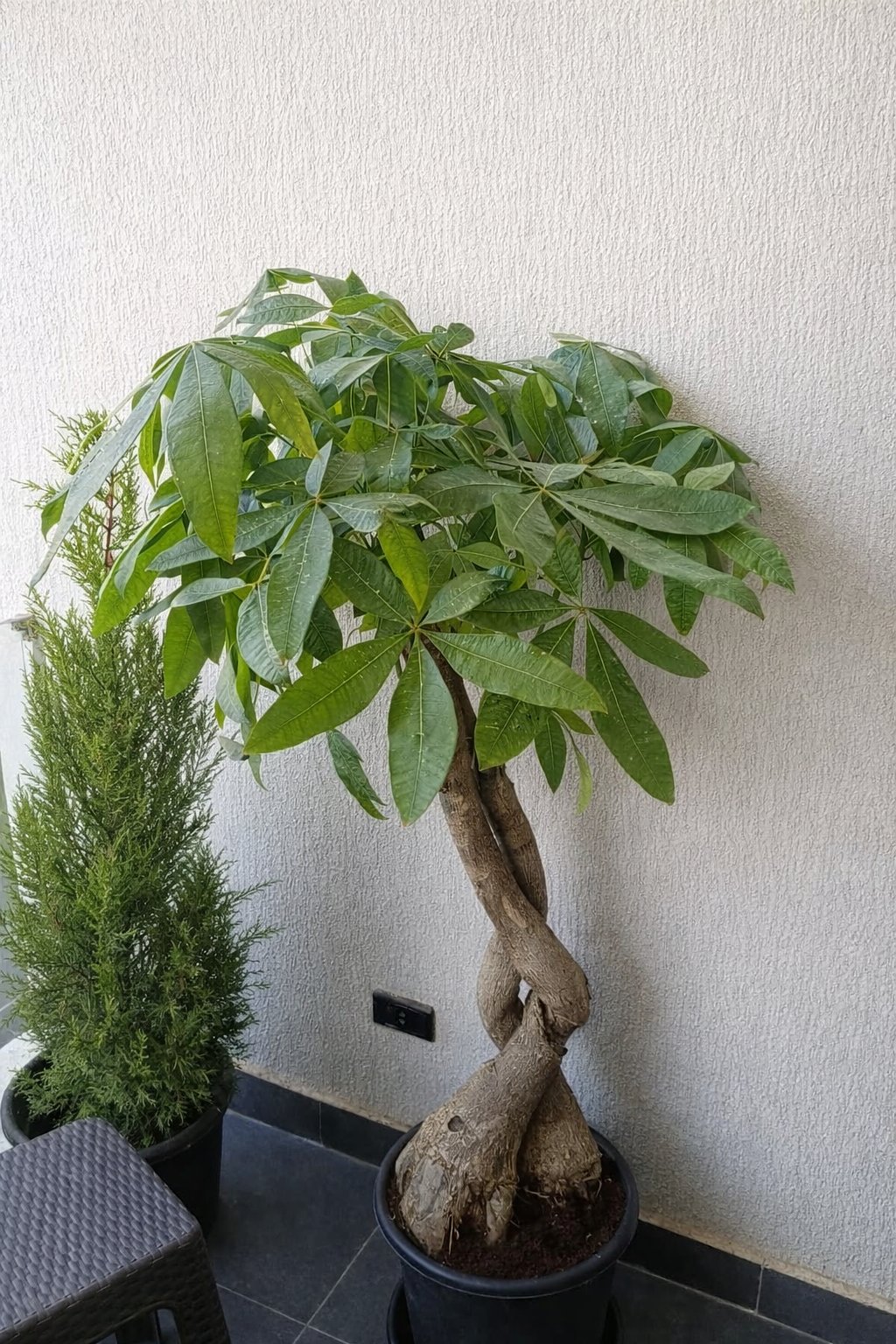 Crazy Money Tree - Image 3