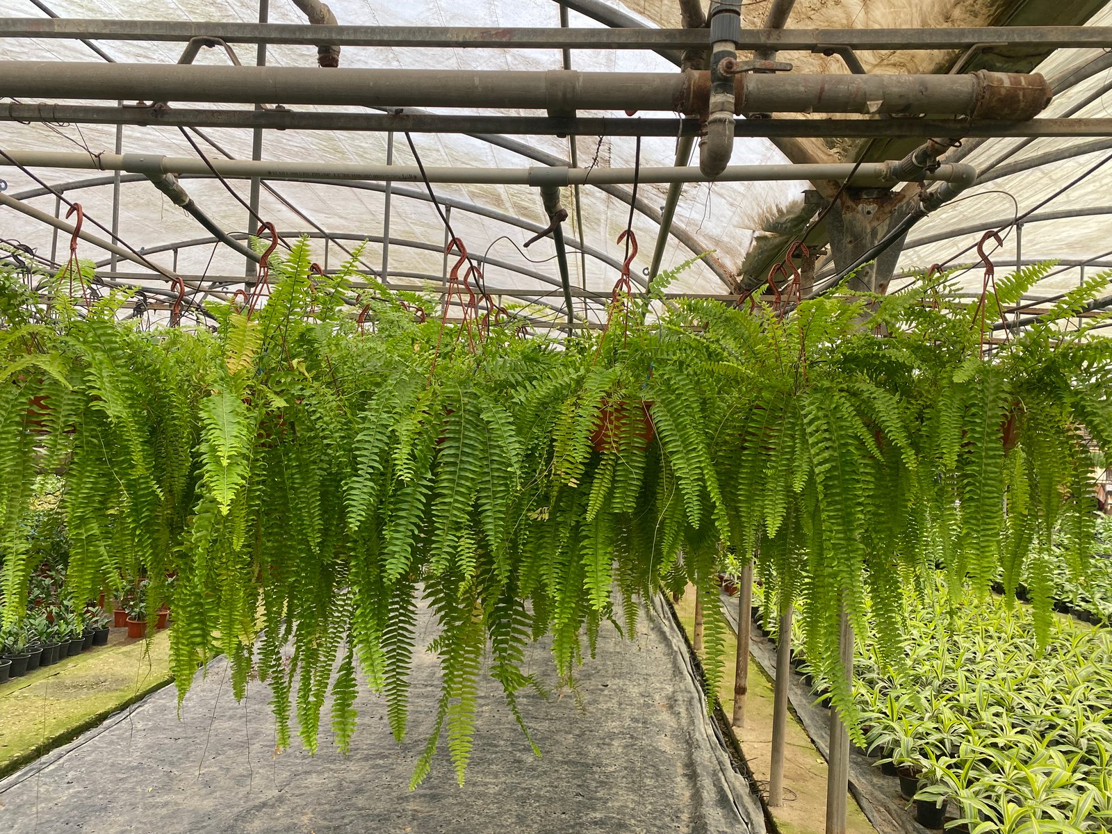 Hanging Boston Fern - Image 7