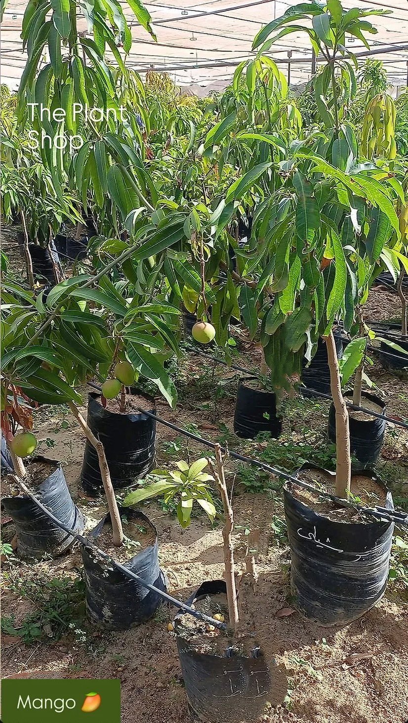Mango Tree - Image 4