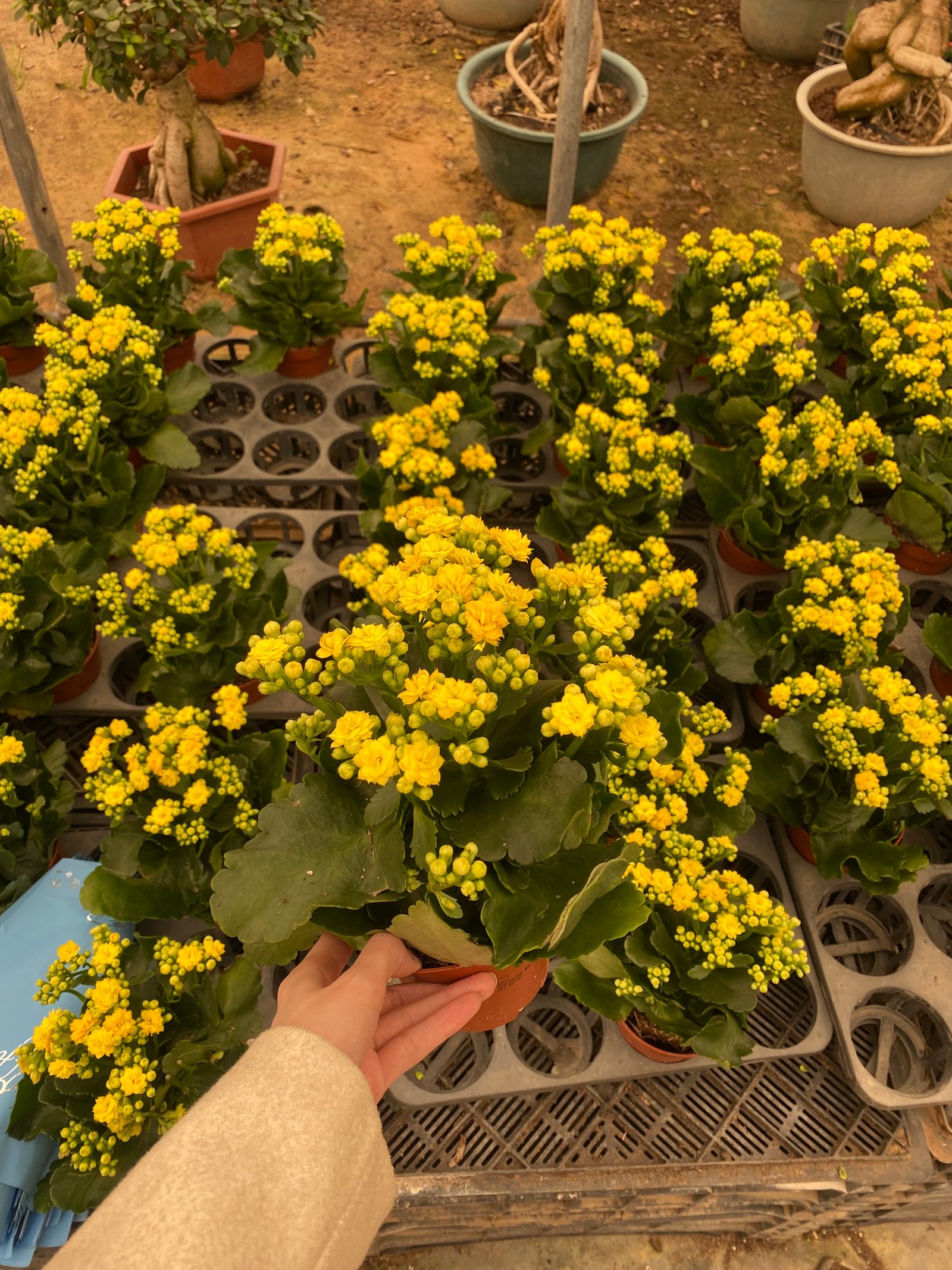 Florist Kalancheo - Image 2