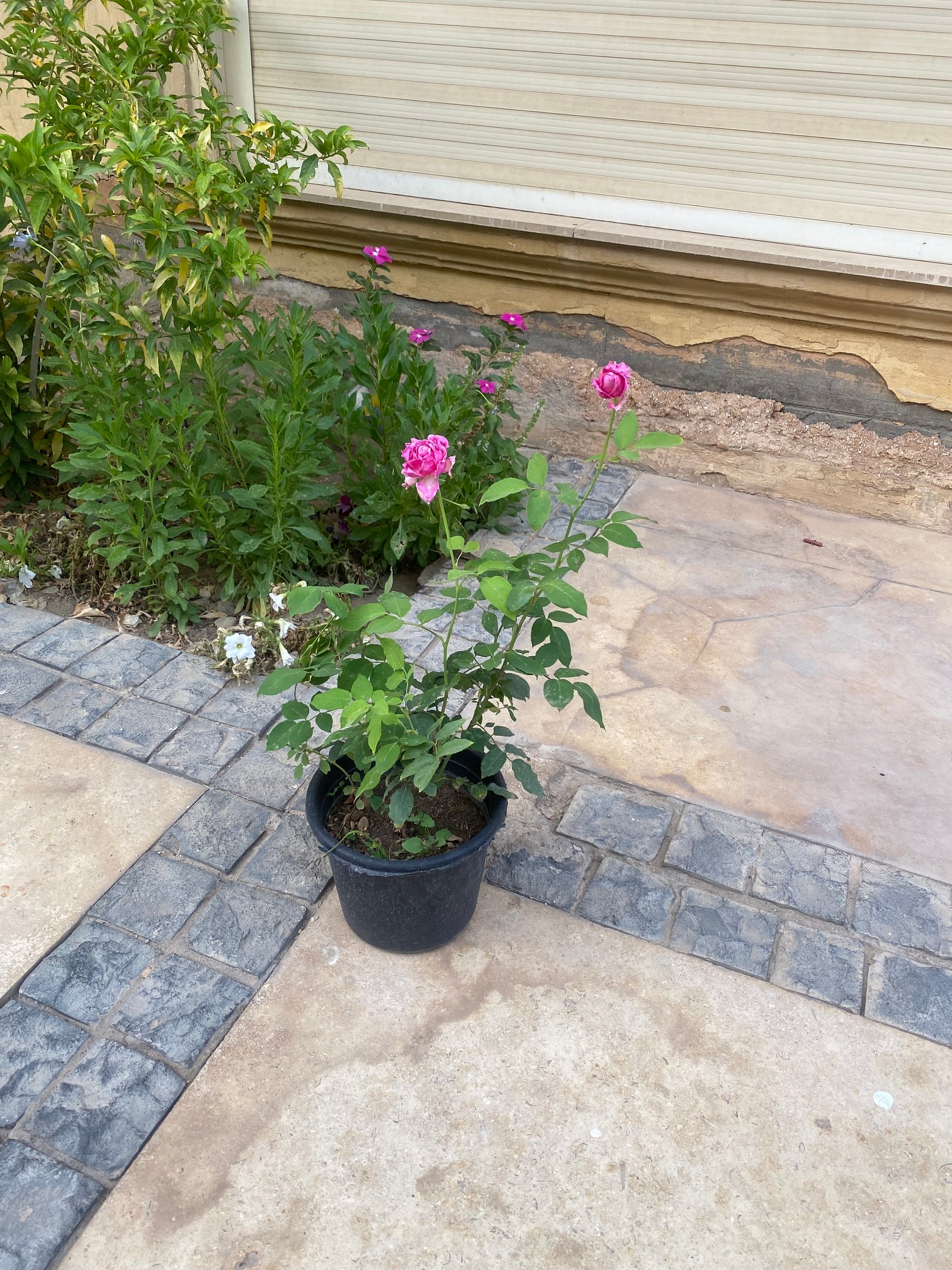 China rose - Image 2