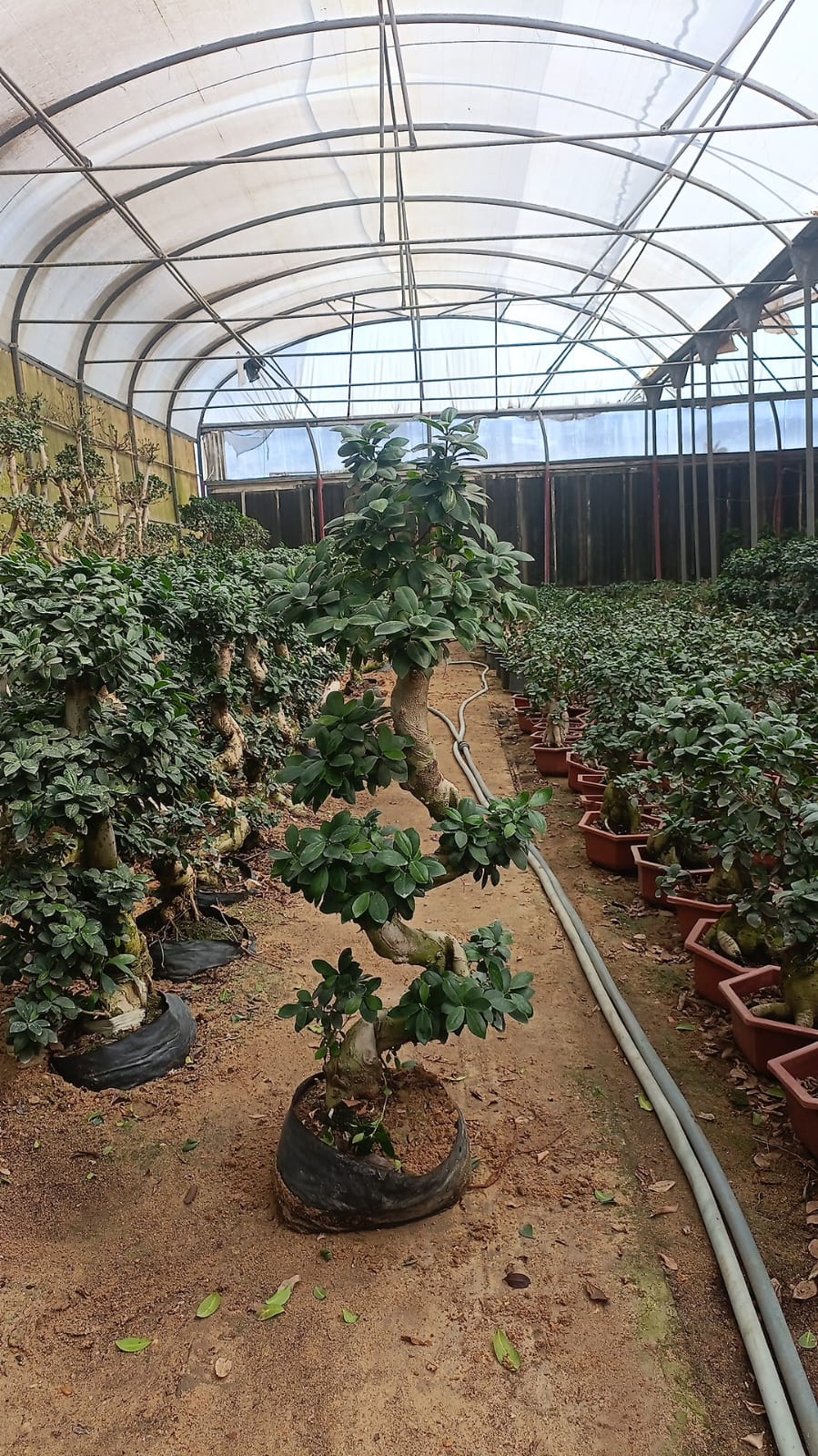 S Shape Bonsai Tree - Image 10