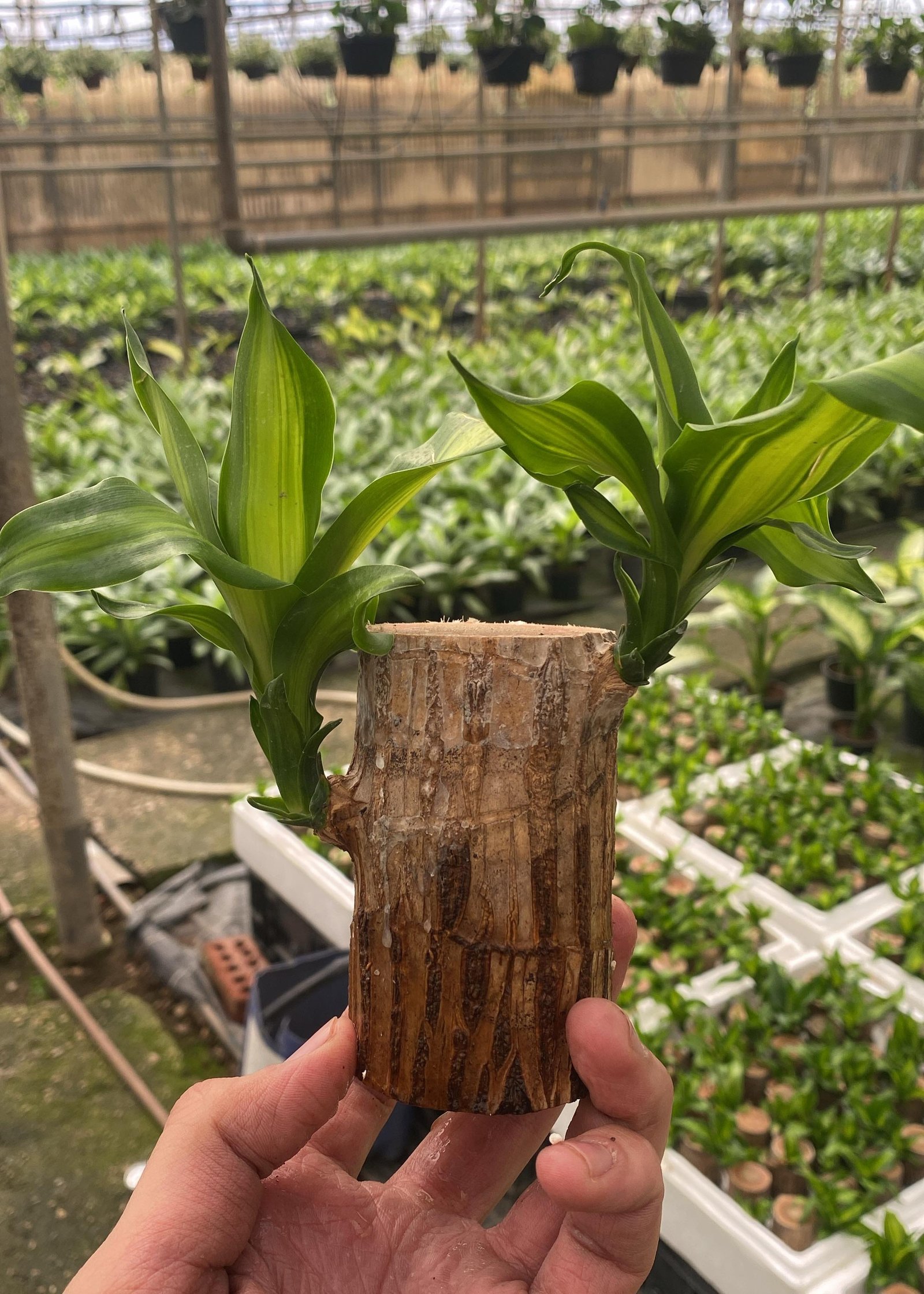 Brazilian Lucky Bamboo  - Image 2