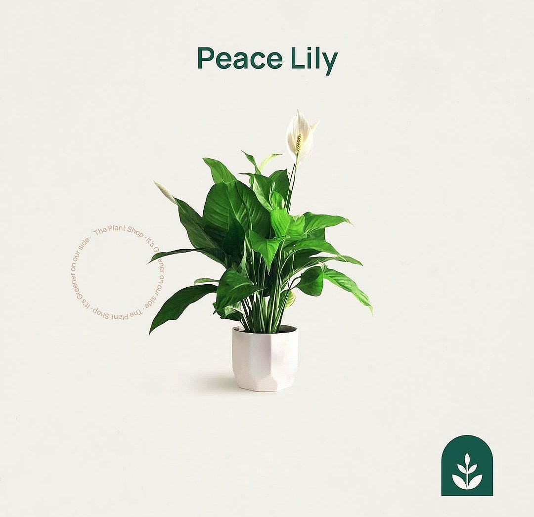 Peace Lily - Image 1